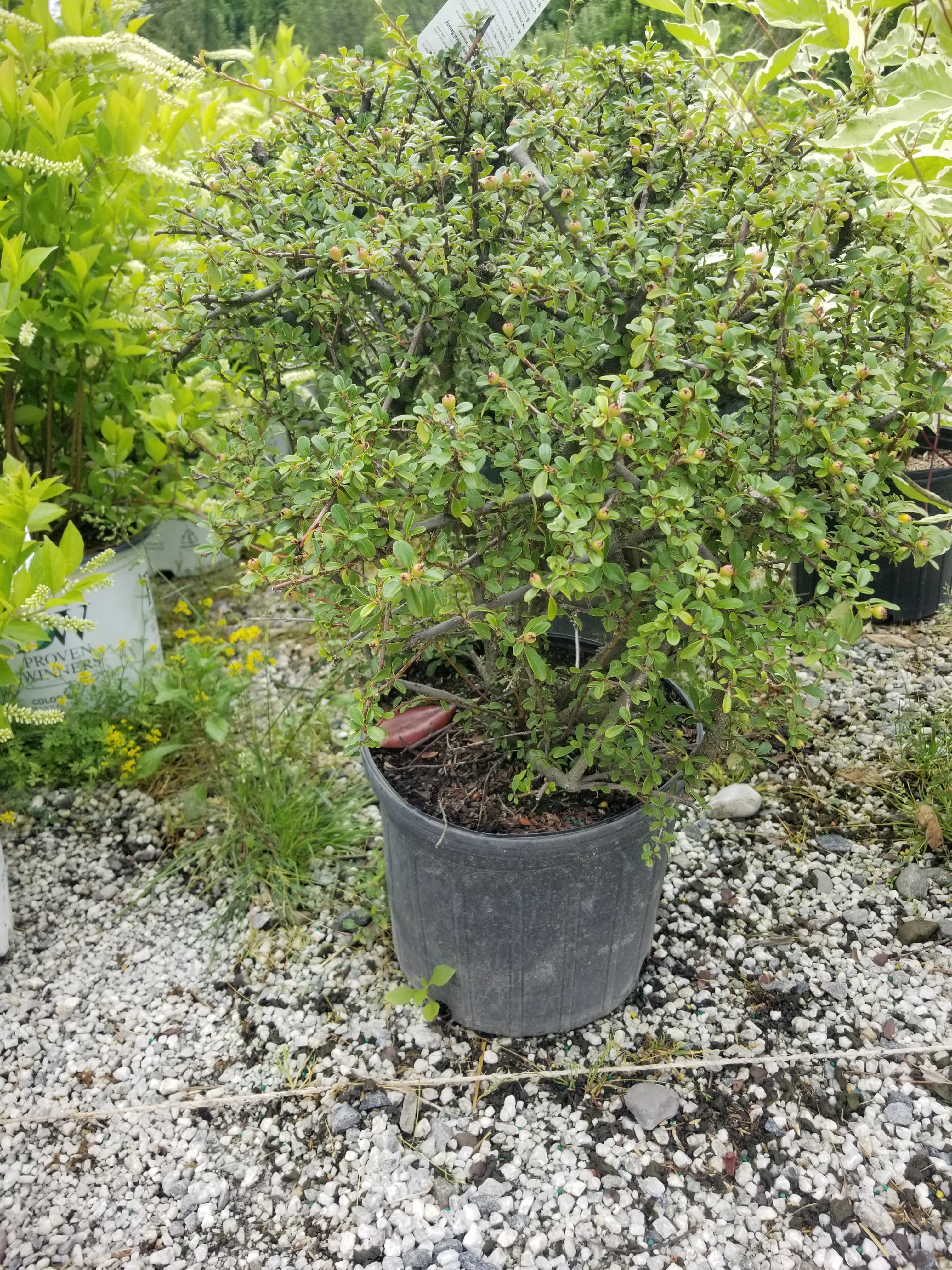 Coral Beauty Cotoneaster