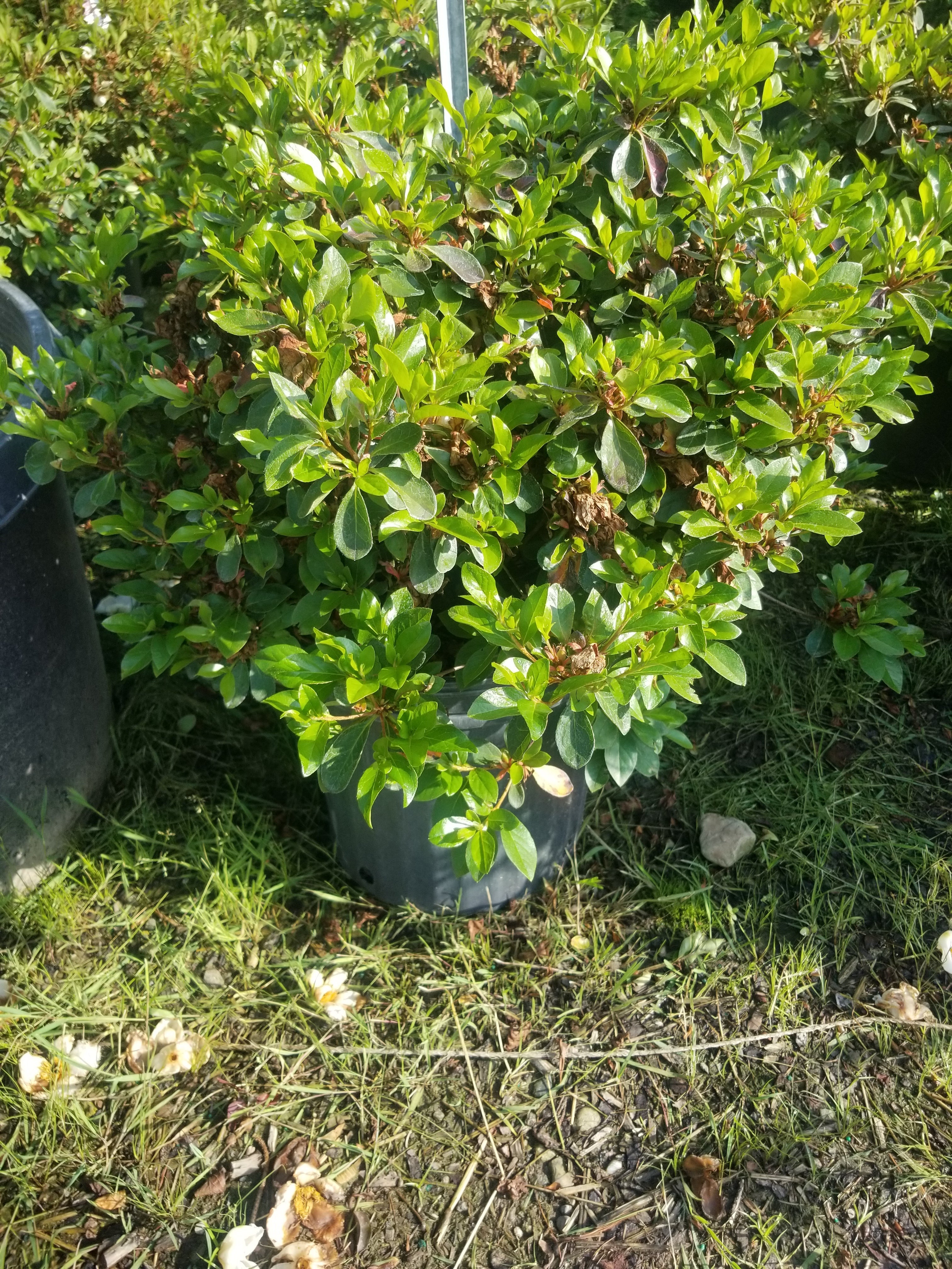 Girard's Crimson Azalea