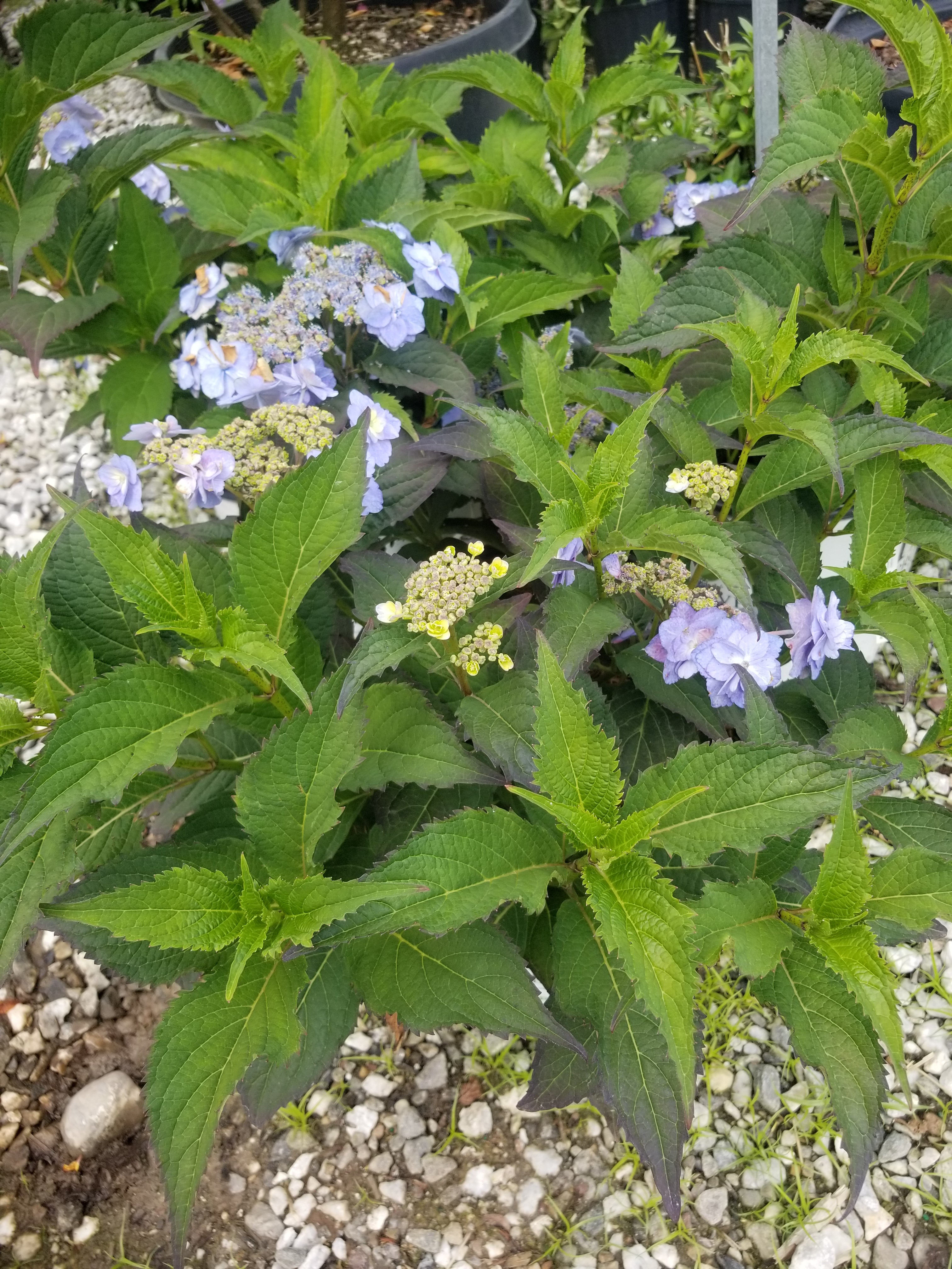 Tiny Tuff Stuff Hydrangea