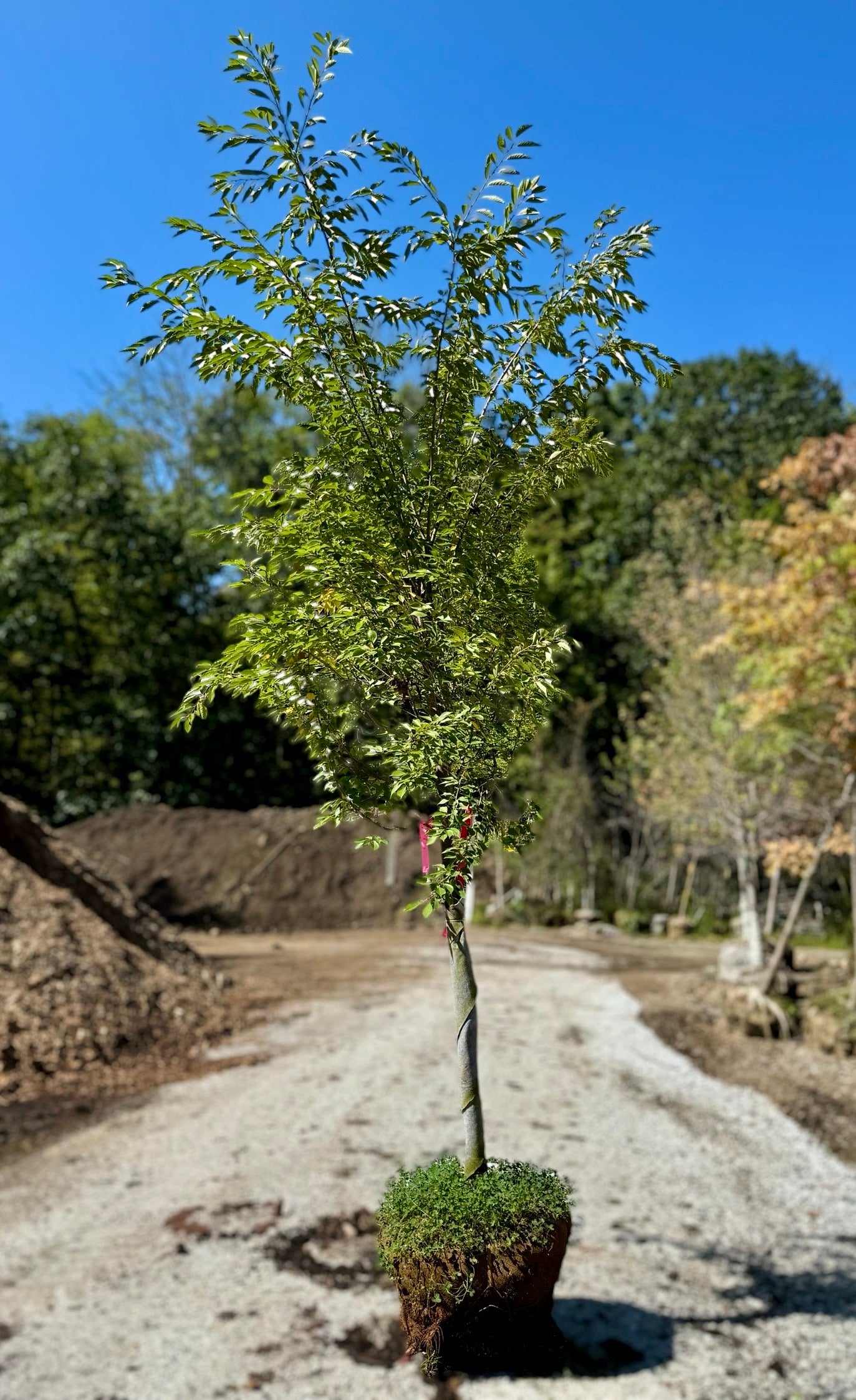 Yoshino Flowering Cherry