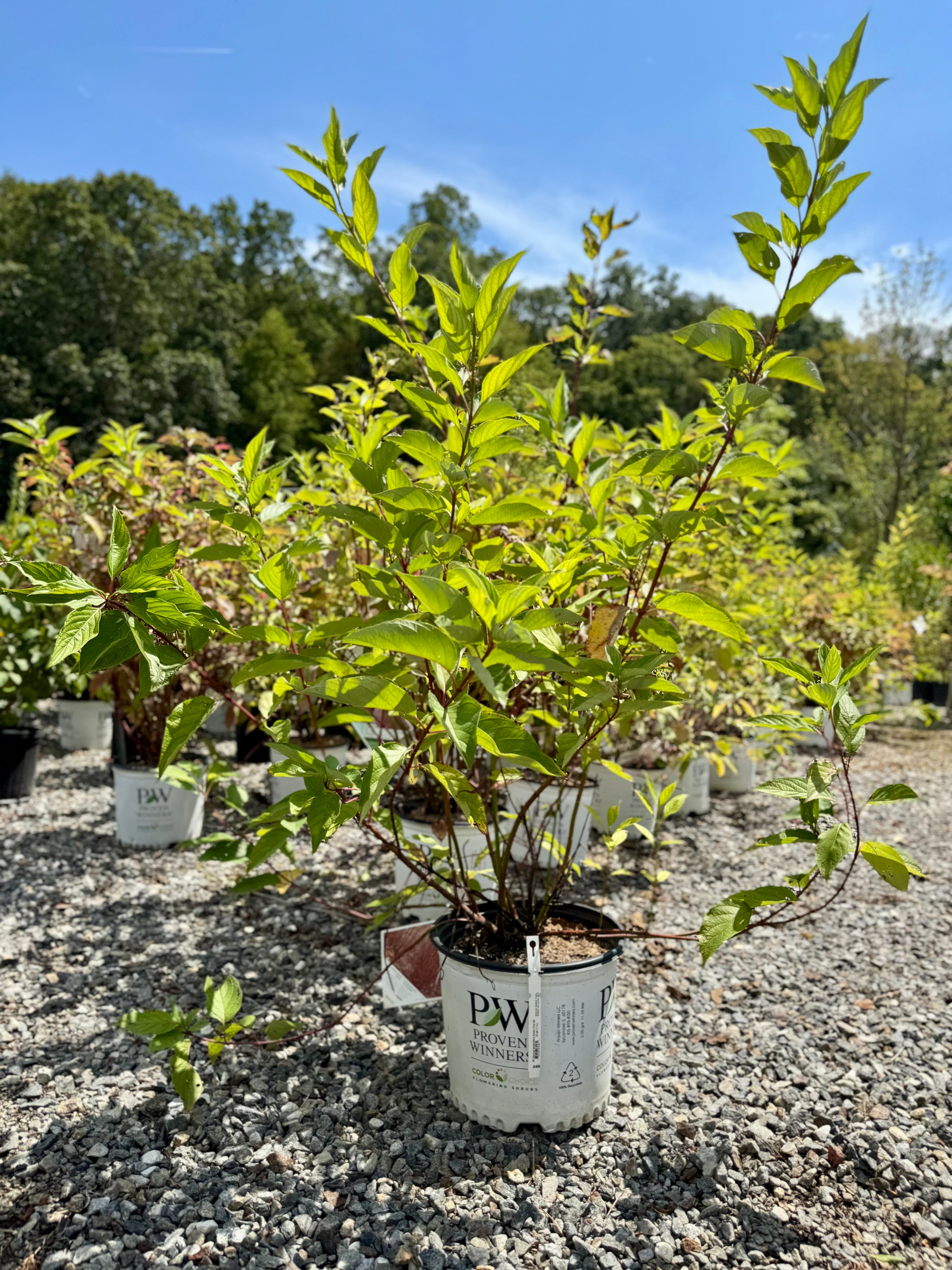 Arctic Fire Red Twig Dogwood