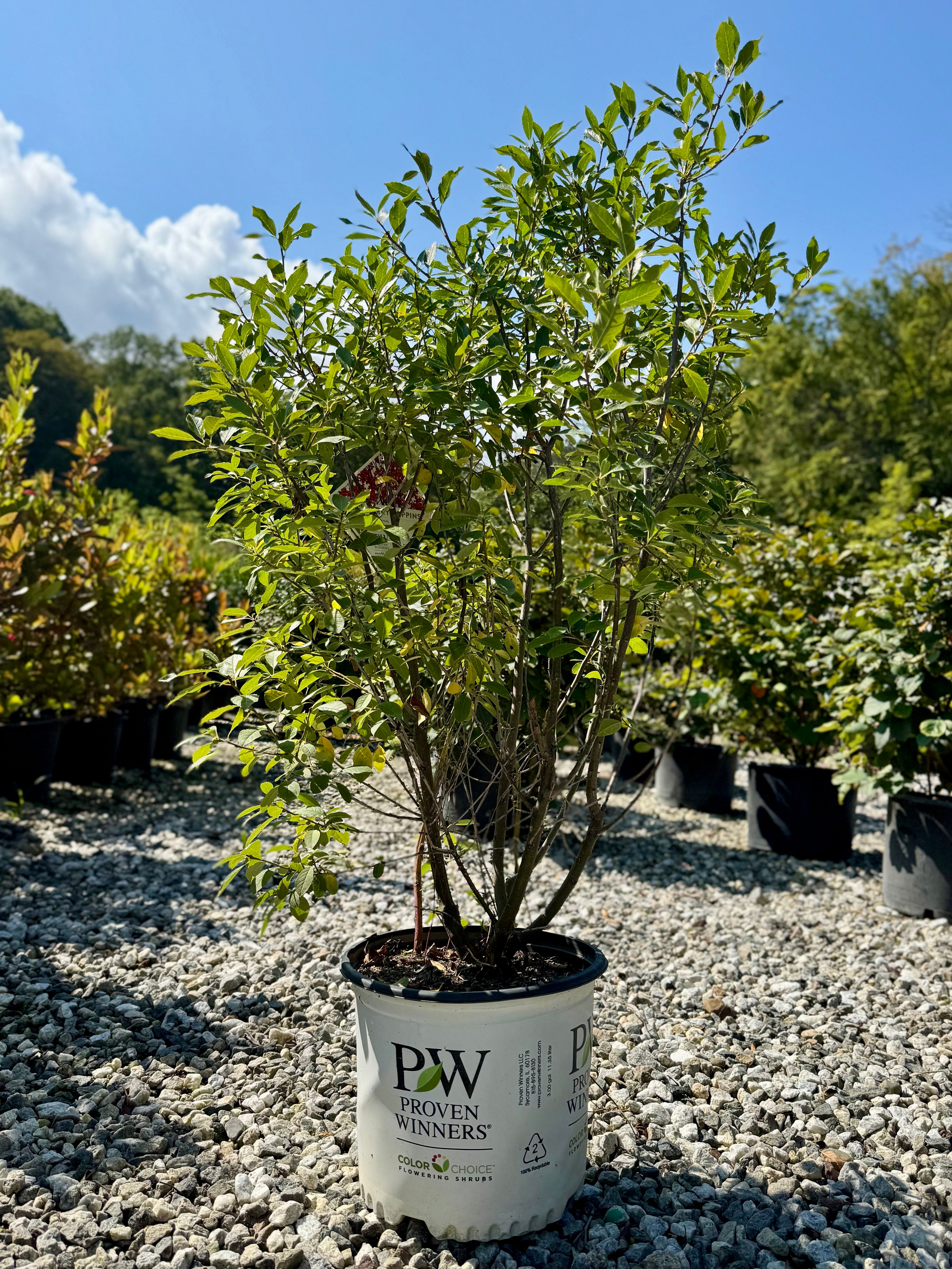 Berry Poppins Winterberry