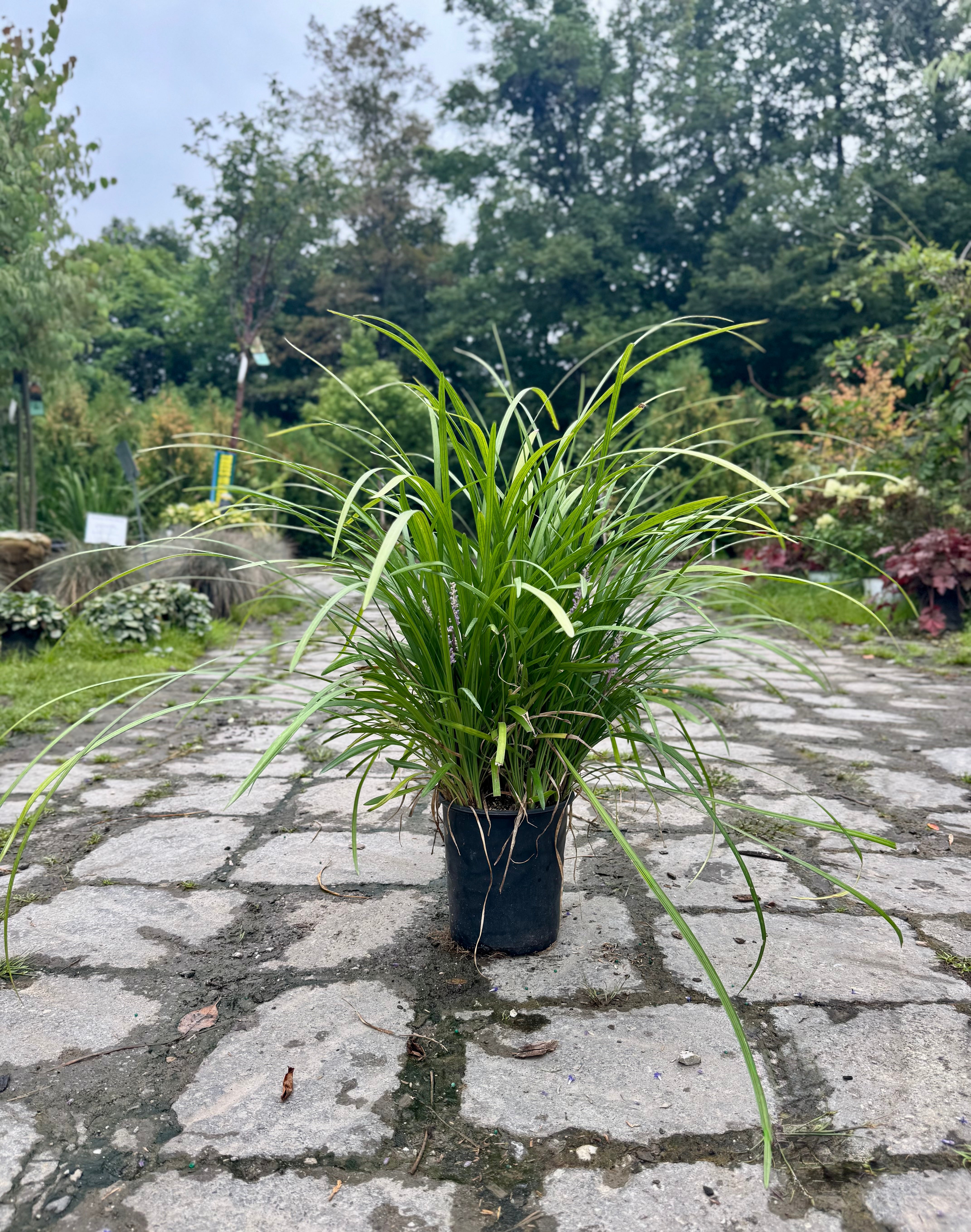 Big Blue Lilyturf (Liriope)