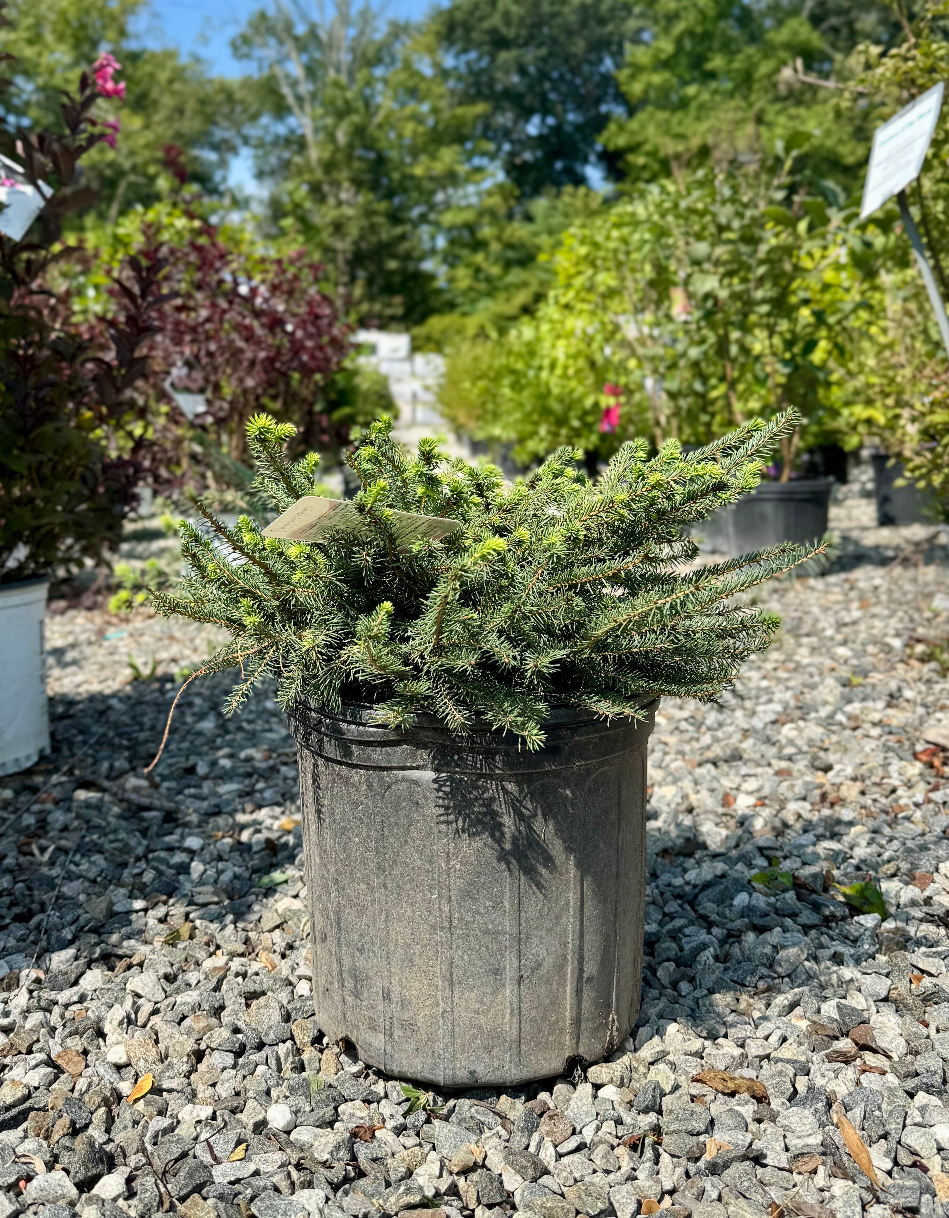 Birds Nest Spruce