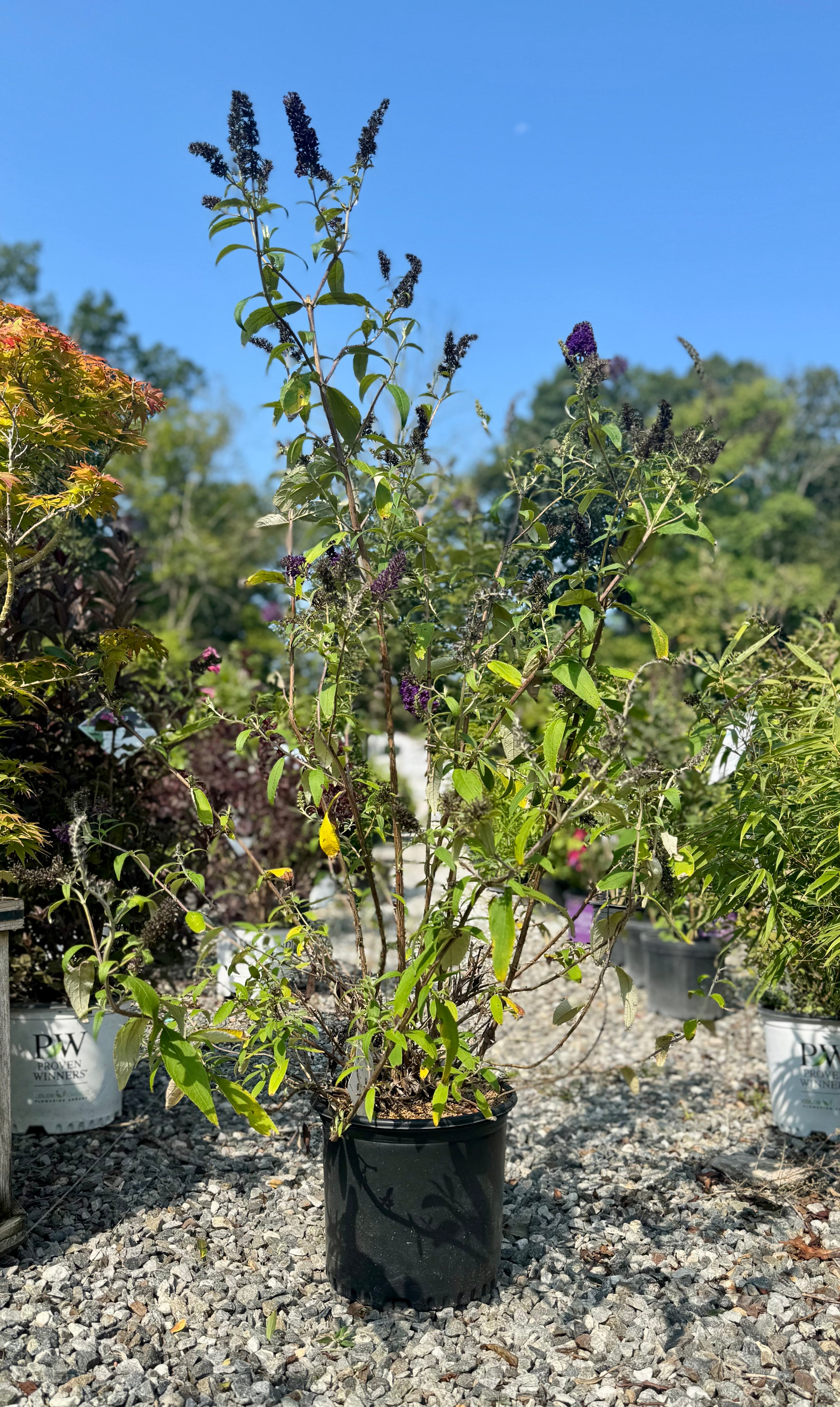 Black Knight Butterfly Bush