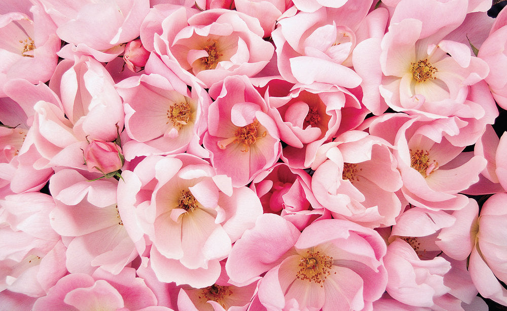 Blushing Knock Out Rose