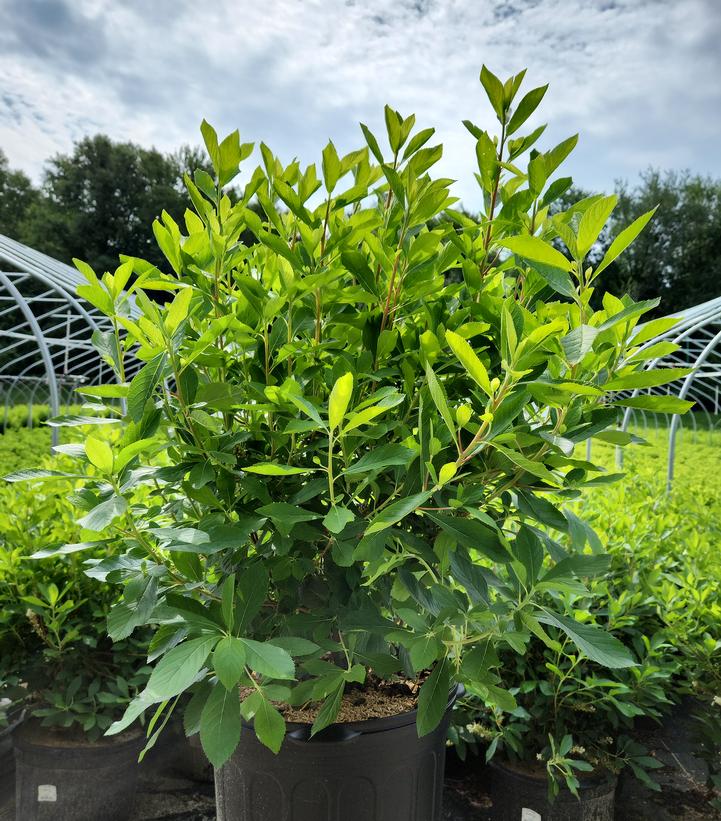 Clethra Alnifolia (Summersweet)