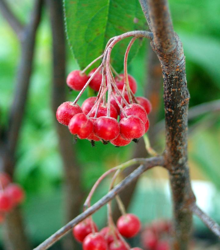 Brilliant Red Chokeberry