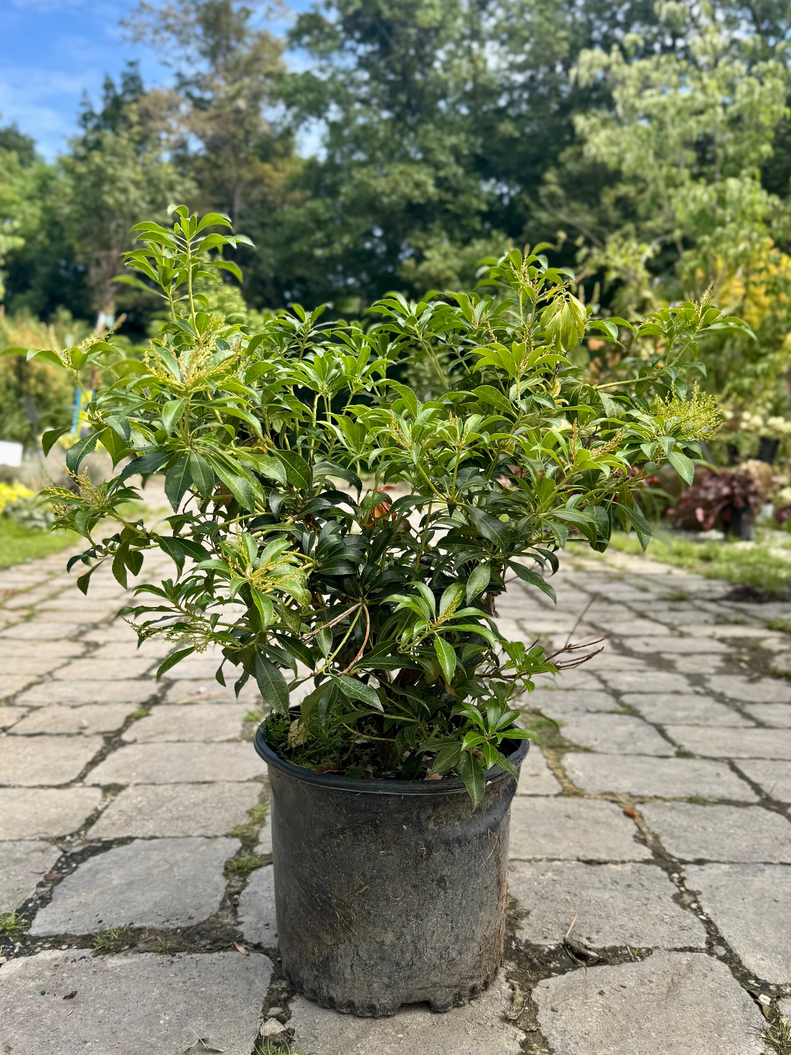 Dorothy Wycoff Andromeda