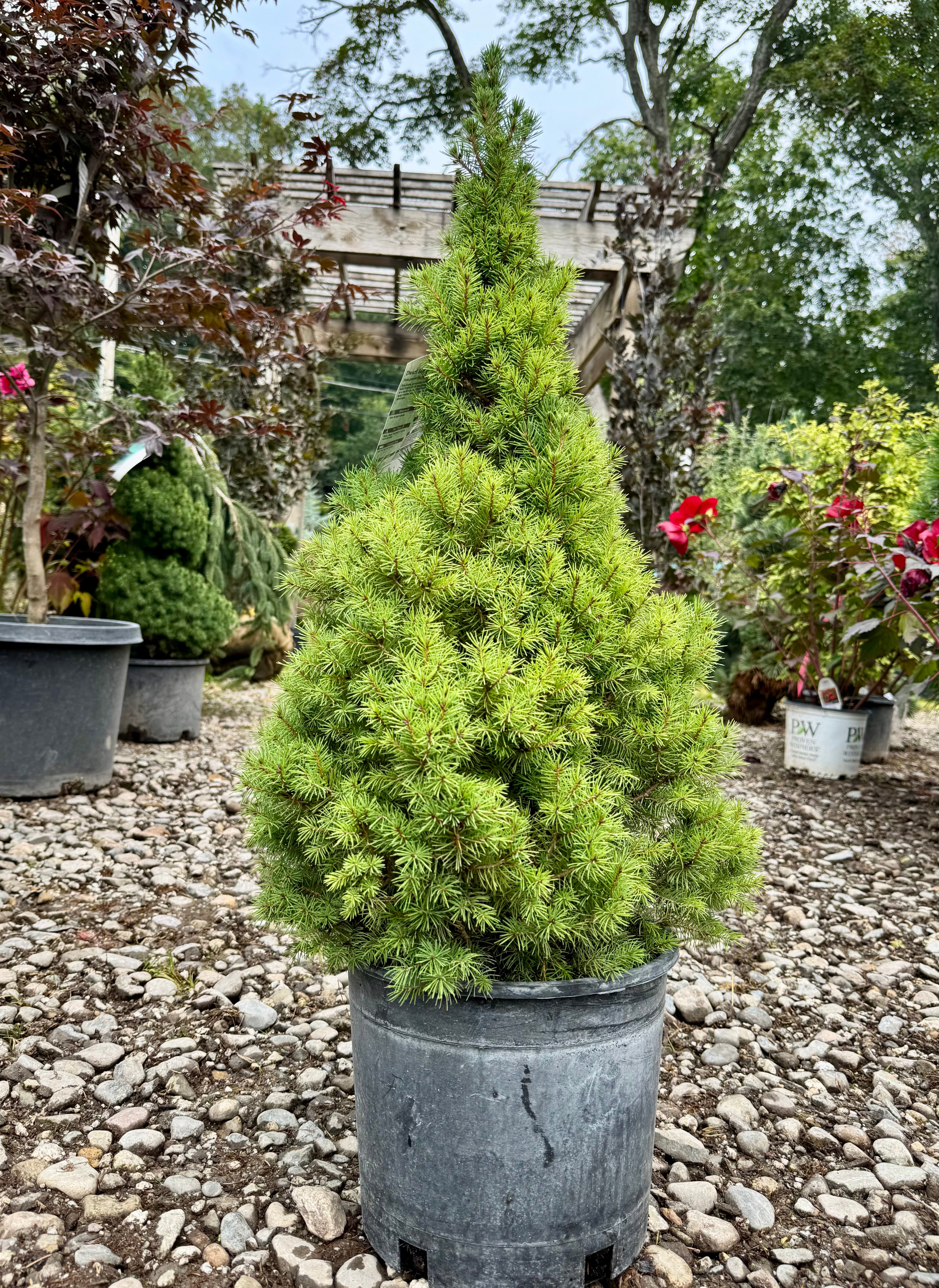 Dwarf Alberta Spruce
