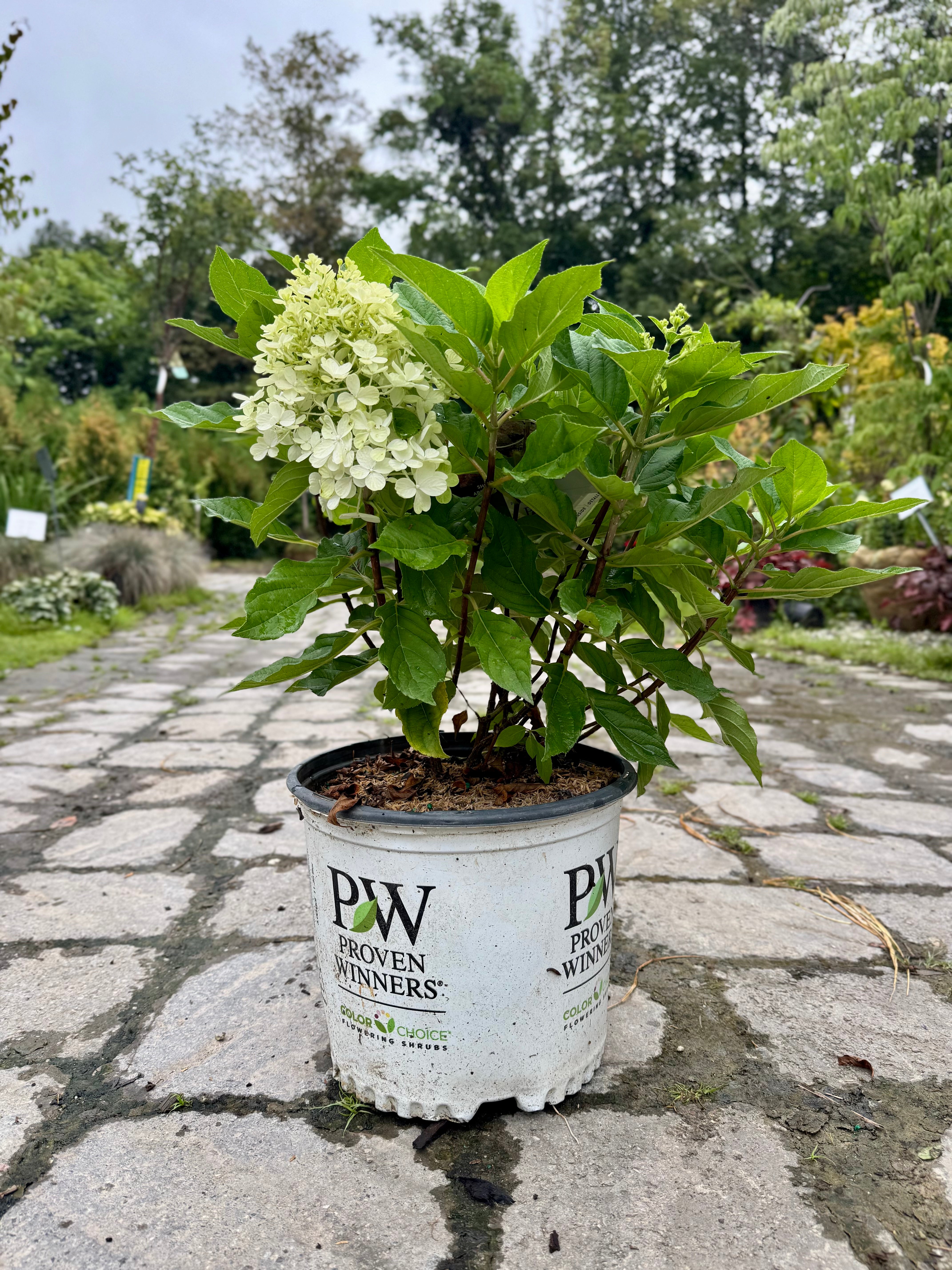 Firelight Tidbit Hydrangea