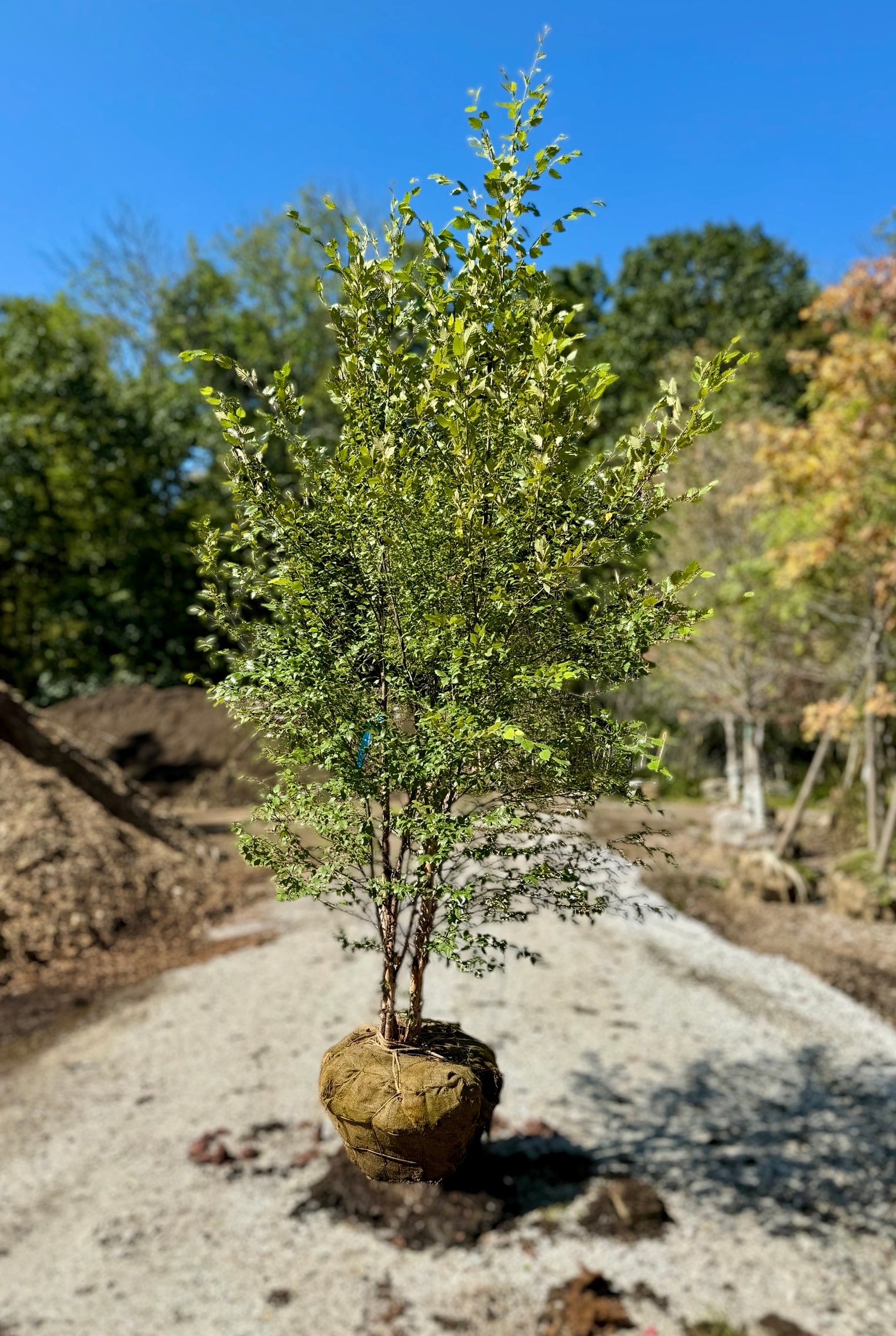 Dura Heat River Birch
