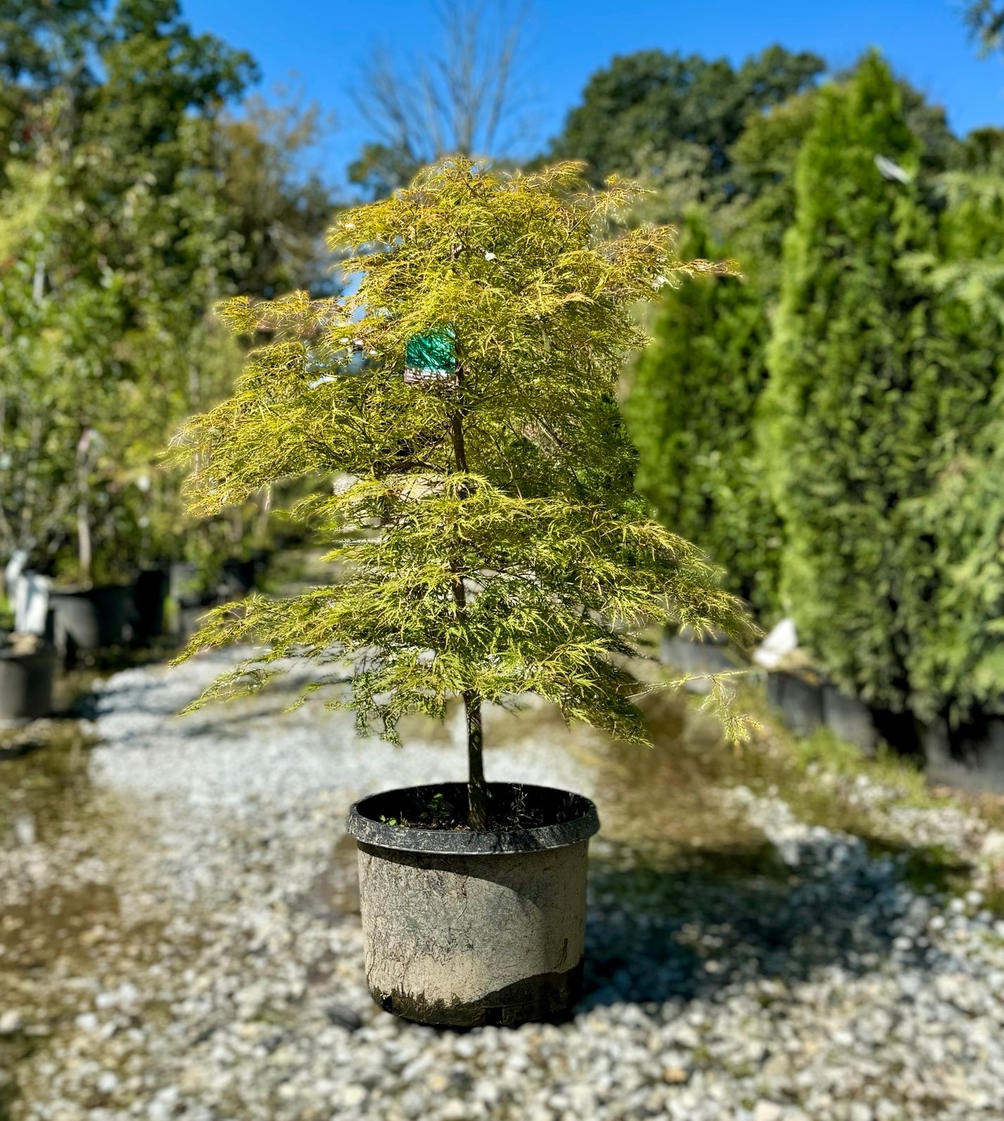 Green Laceleaf Japanese Maple