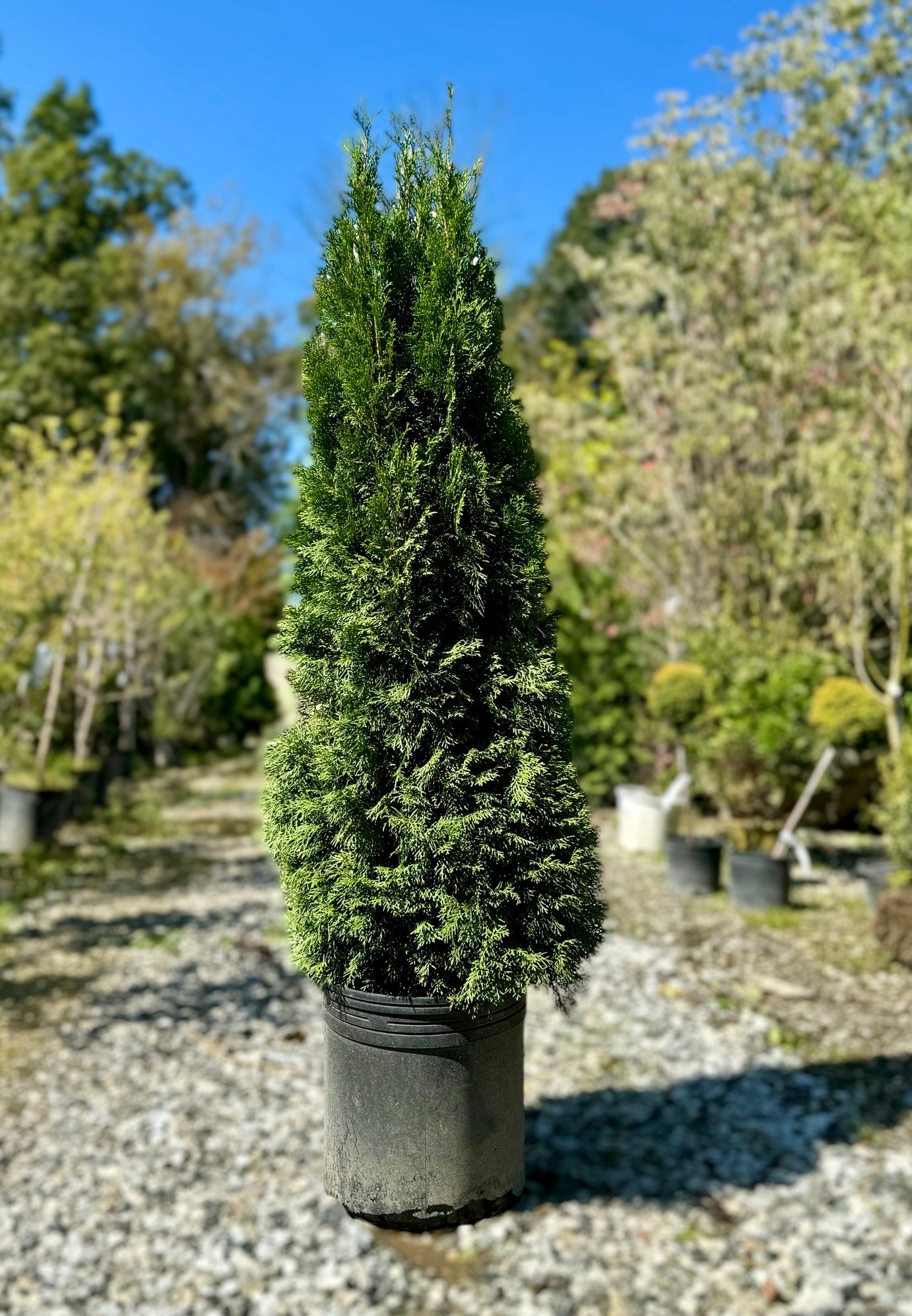 Emerald Green American Arbovitae