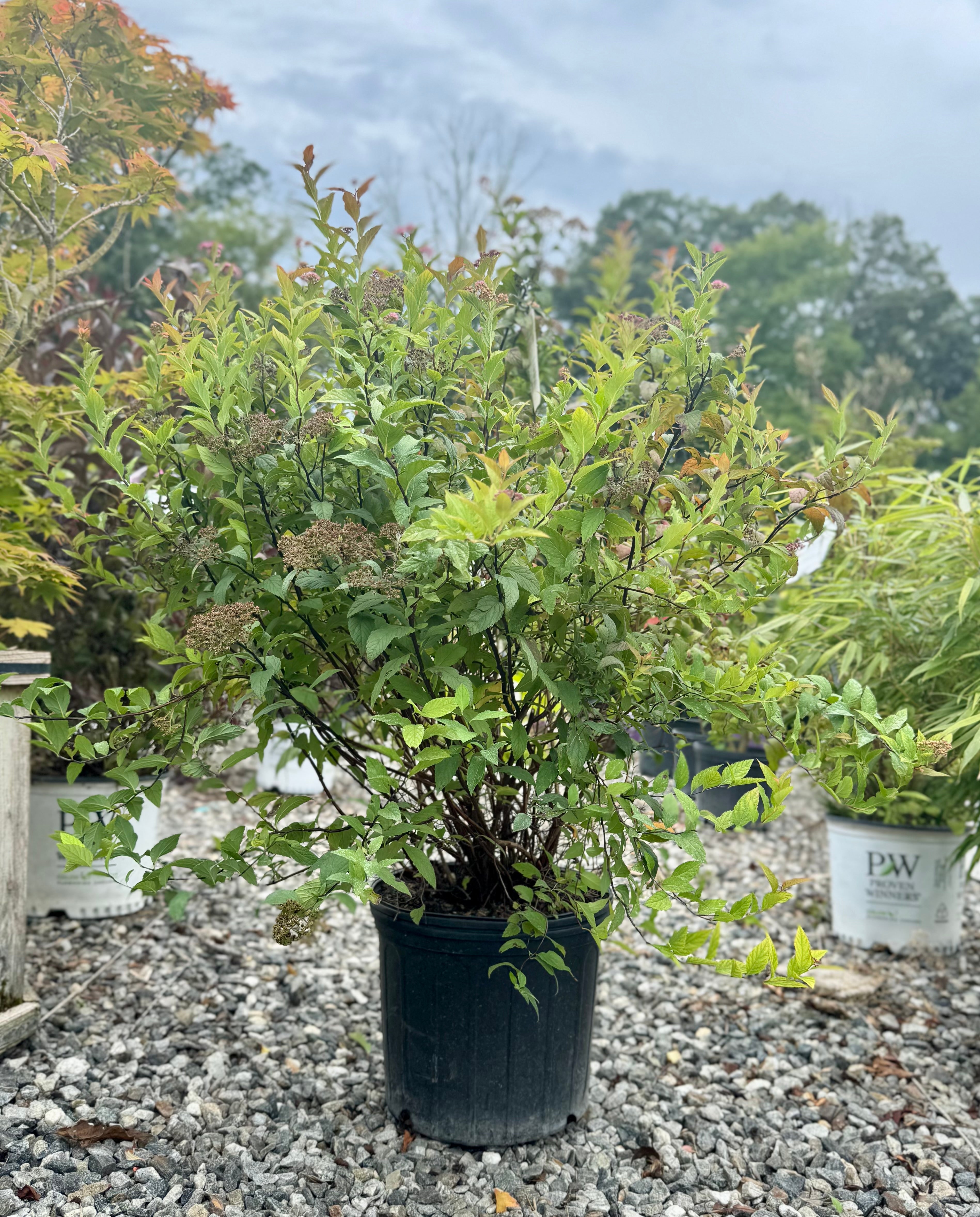Goldflame Spirea