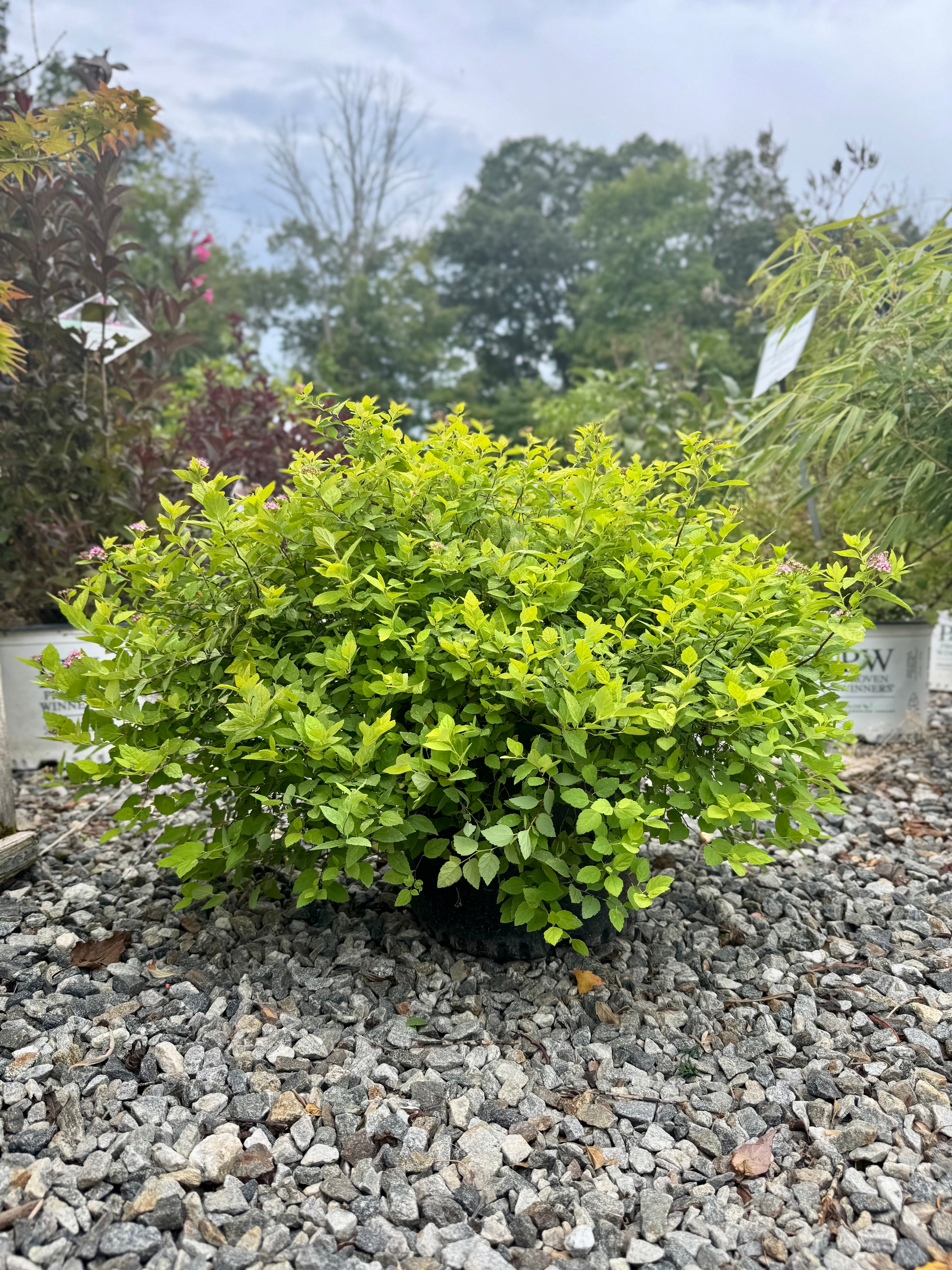 Goldmound Spirea