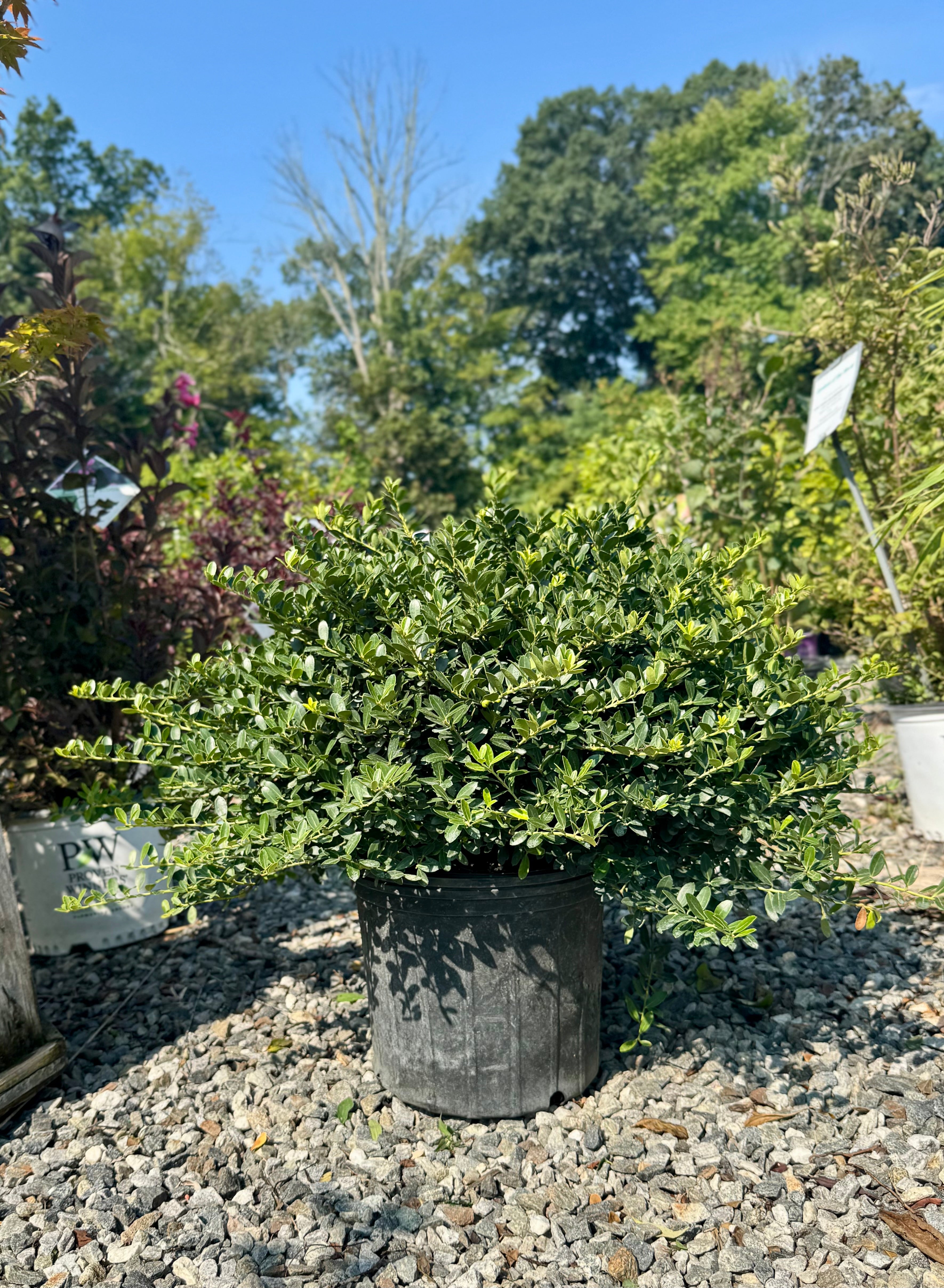 Helleri Japanese Holly