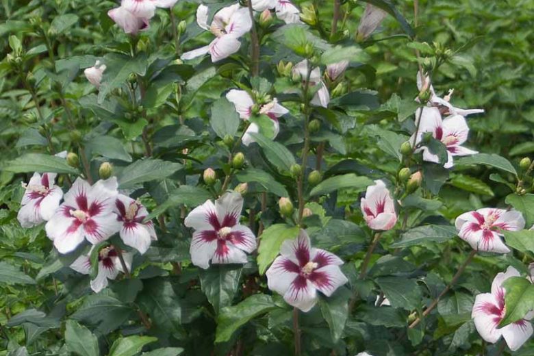 Lil Kim Hibiscus (Rose Of Sharon)