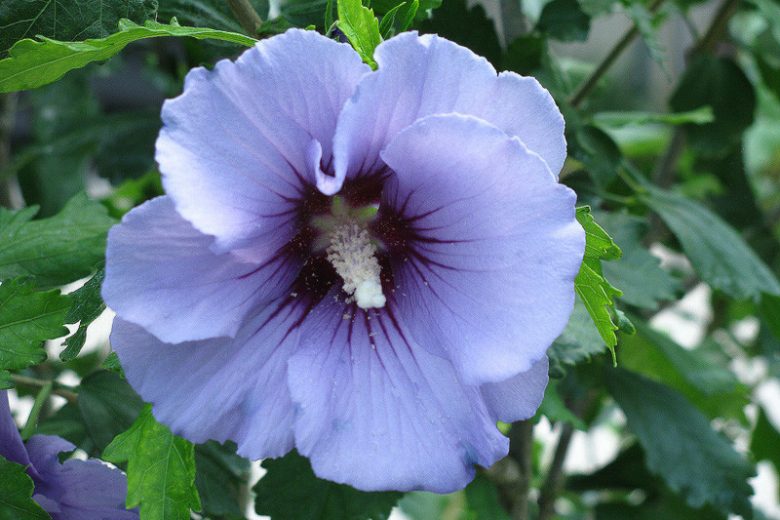 Violet Satin® Rose of Sharon