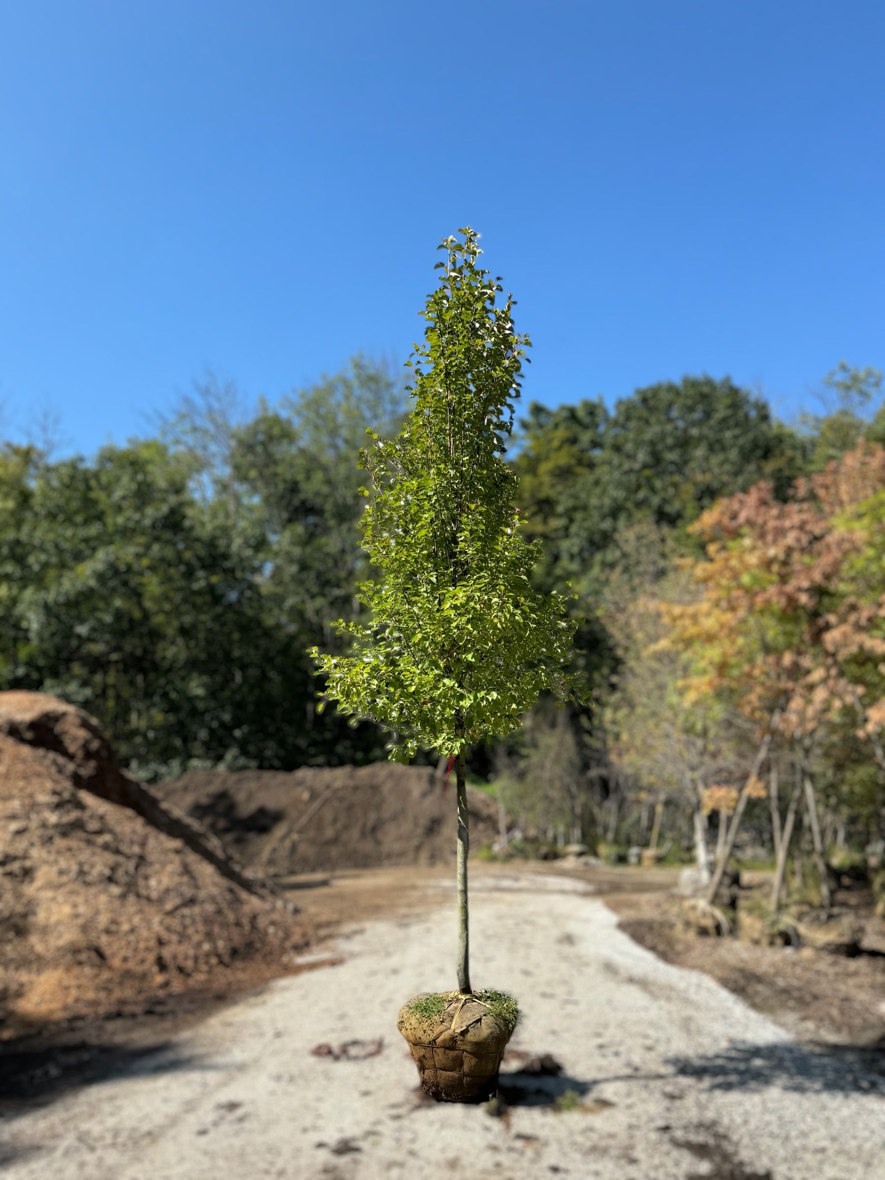 Cleveland Select Flowering Pear