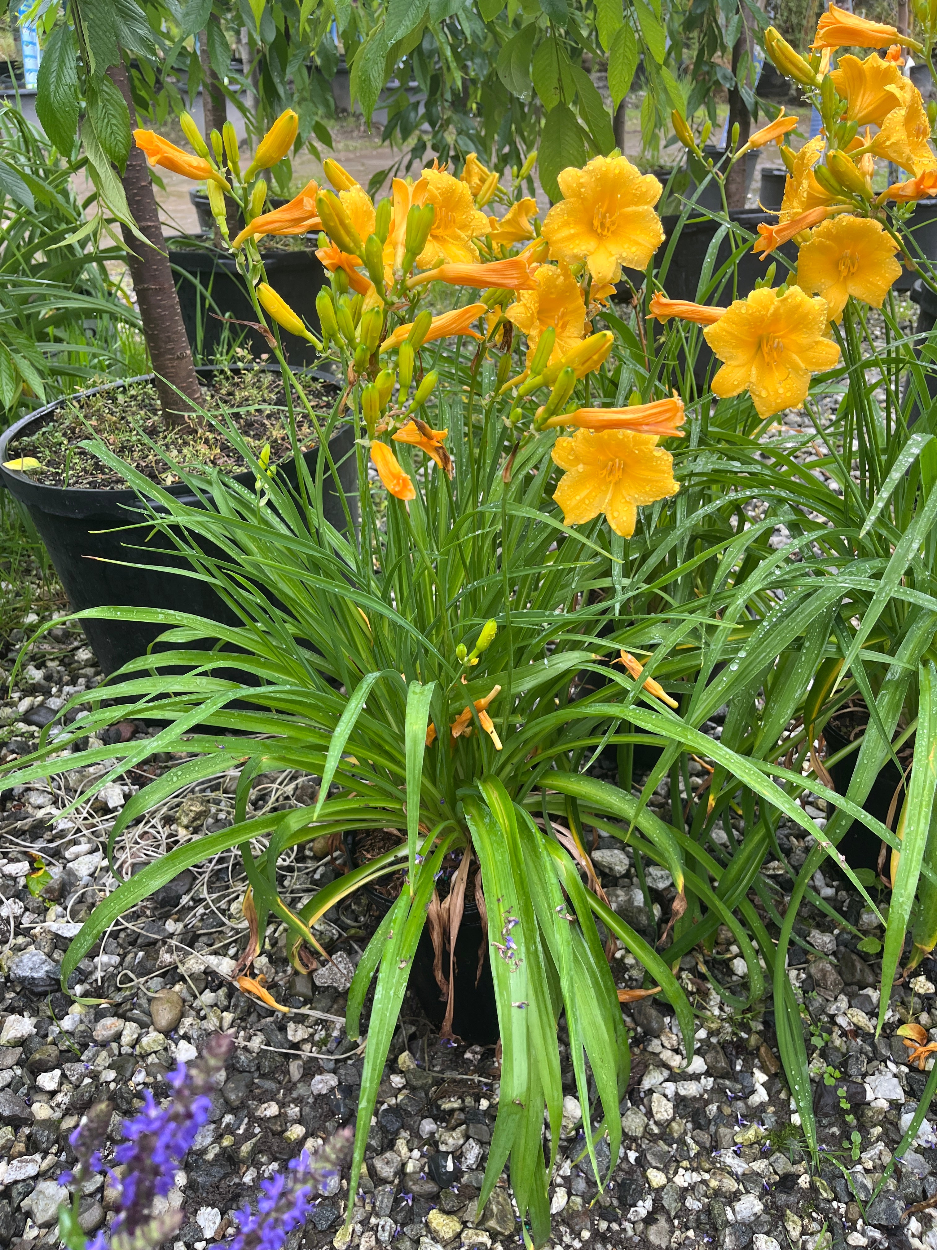 Stella D'Oro Daylily