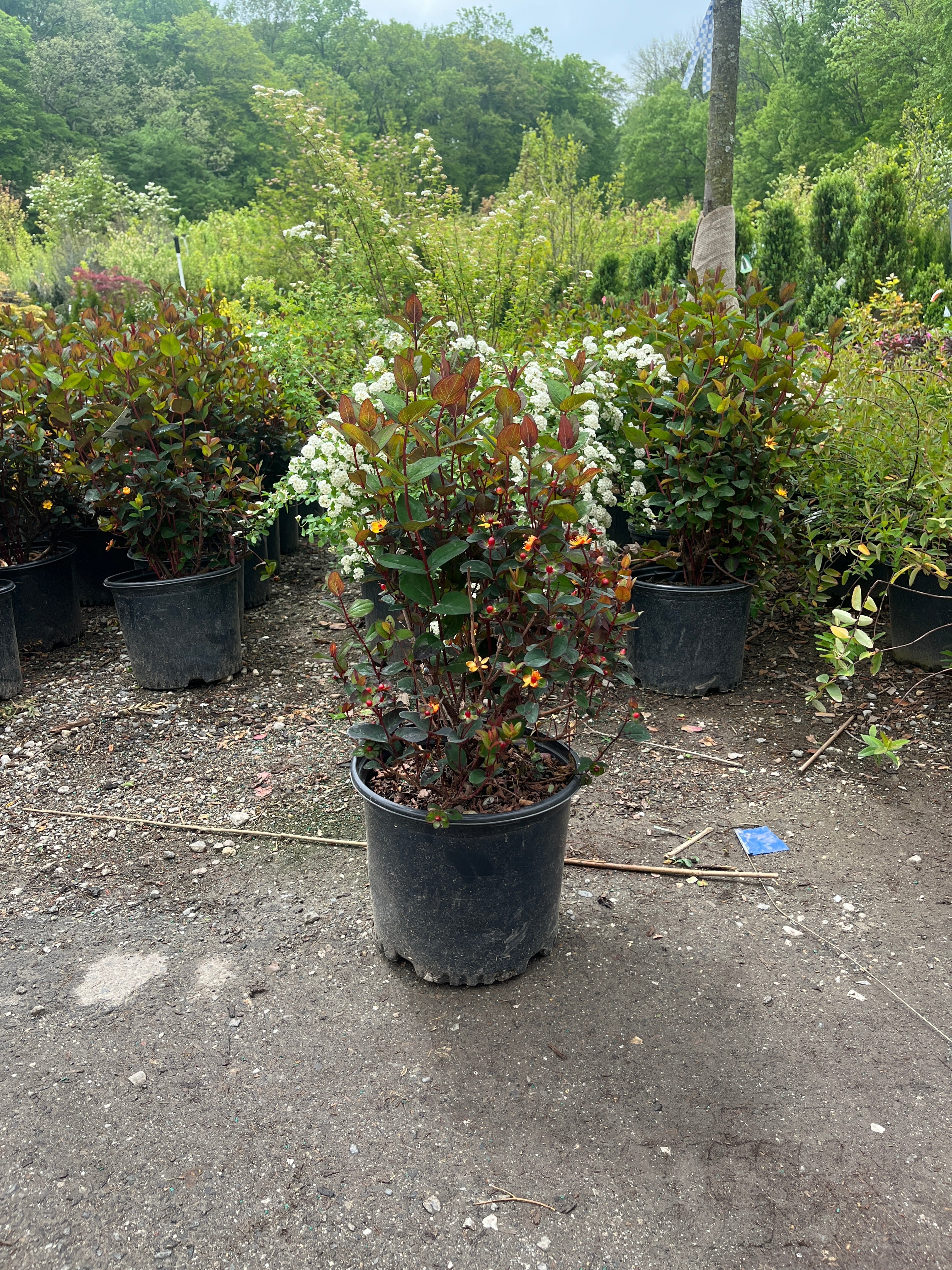 Midnight Glow St. John's Wort (Hypericum)