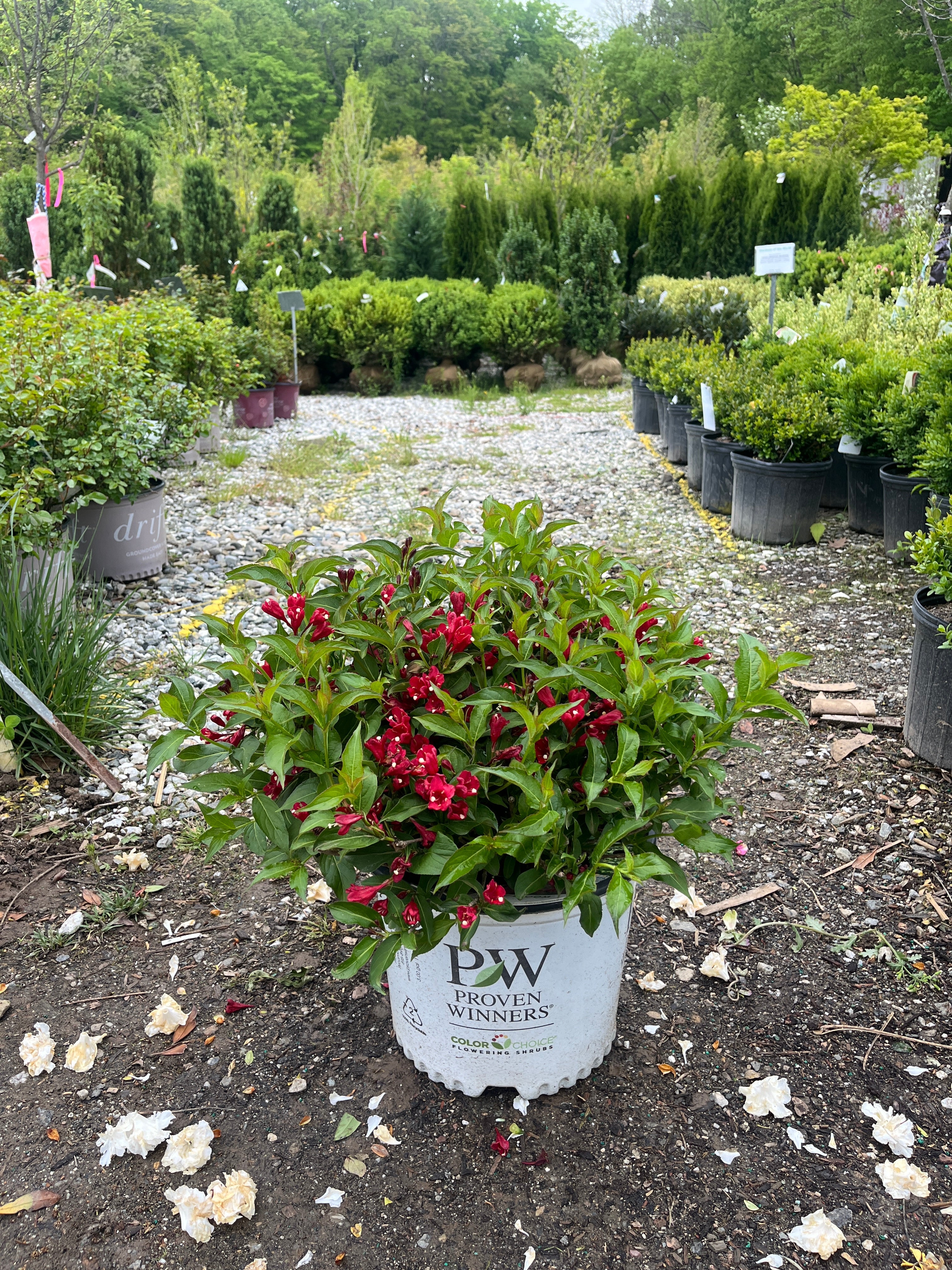 Sonic Bloom Red Weigela