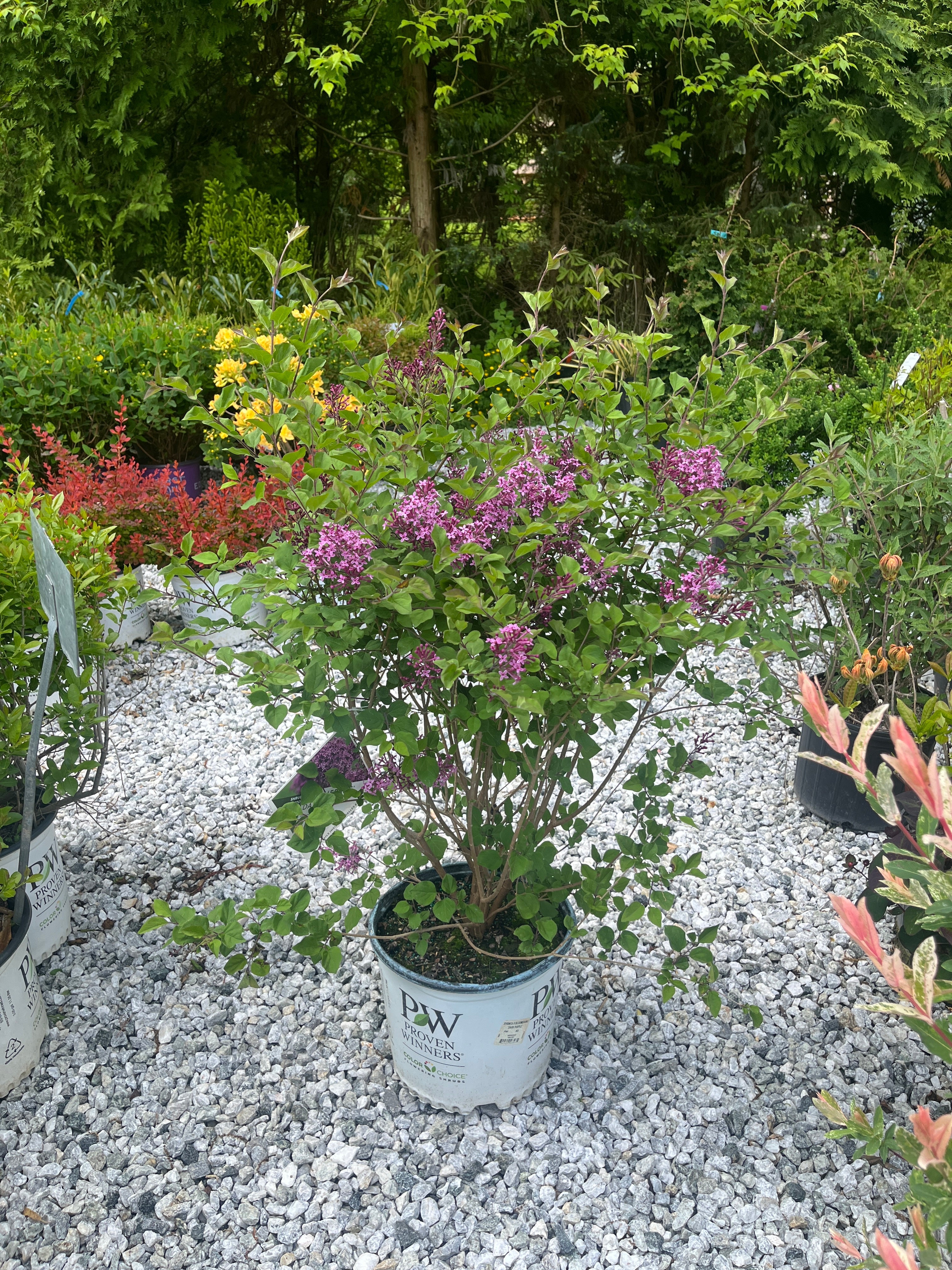 Bloomerang Dark Purple Lilac