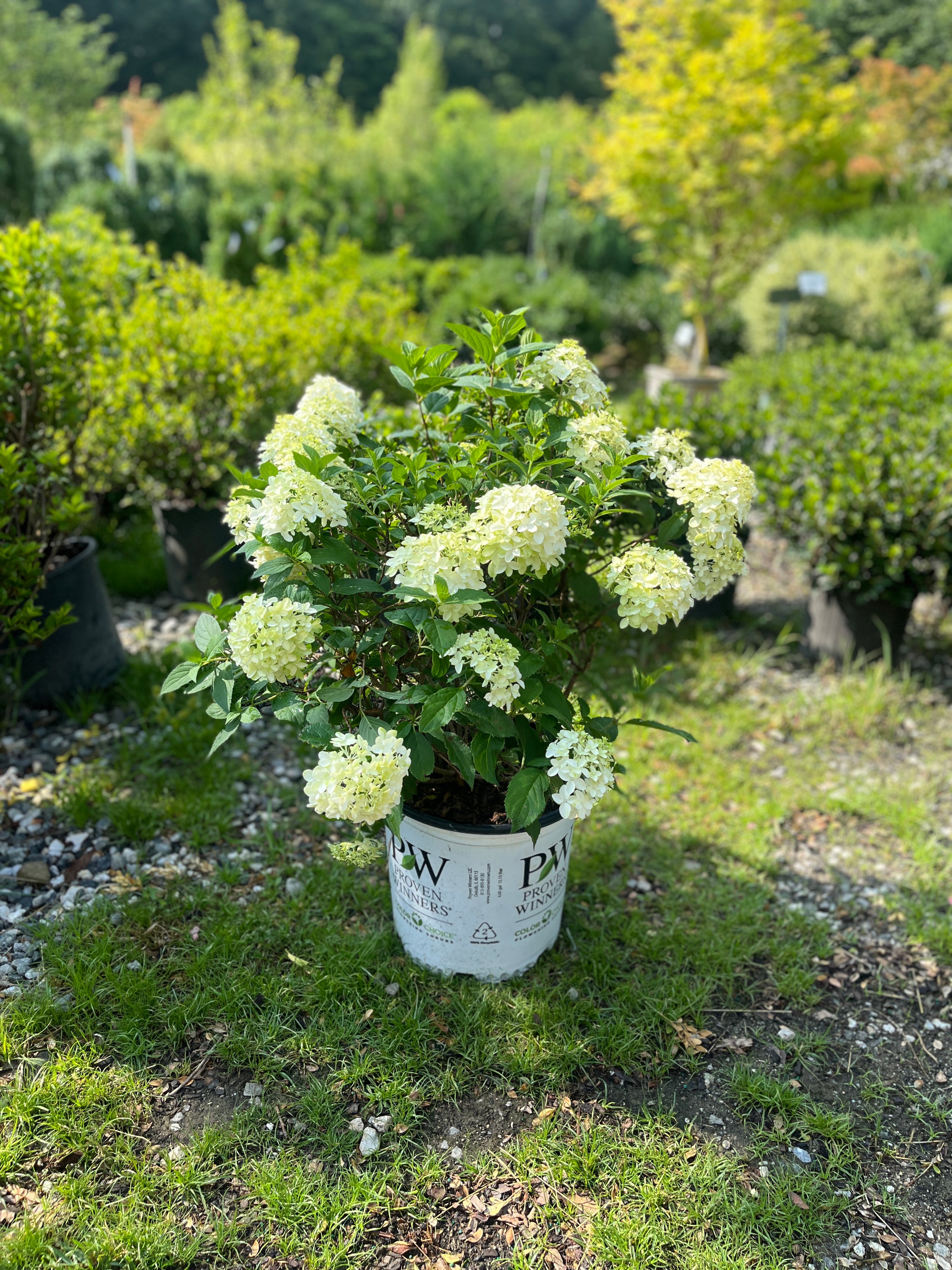 Quick Fire Fab Panicle Hydrangea