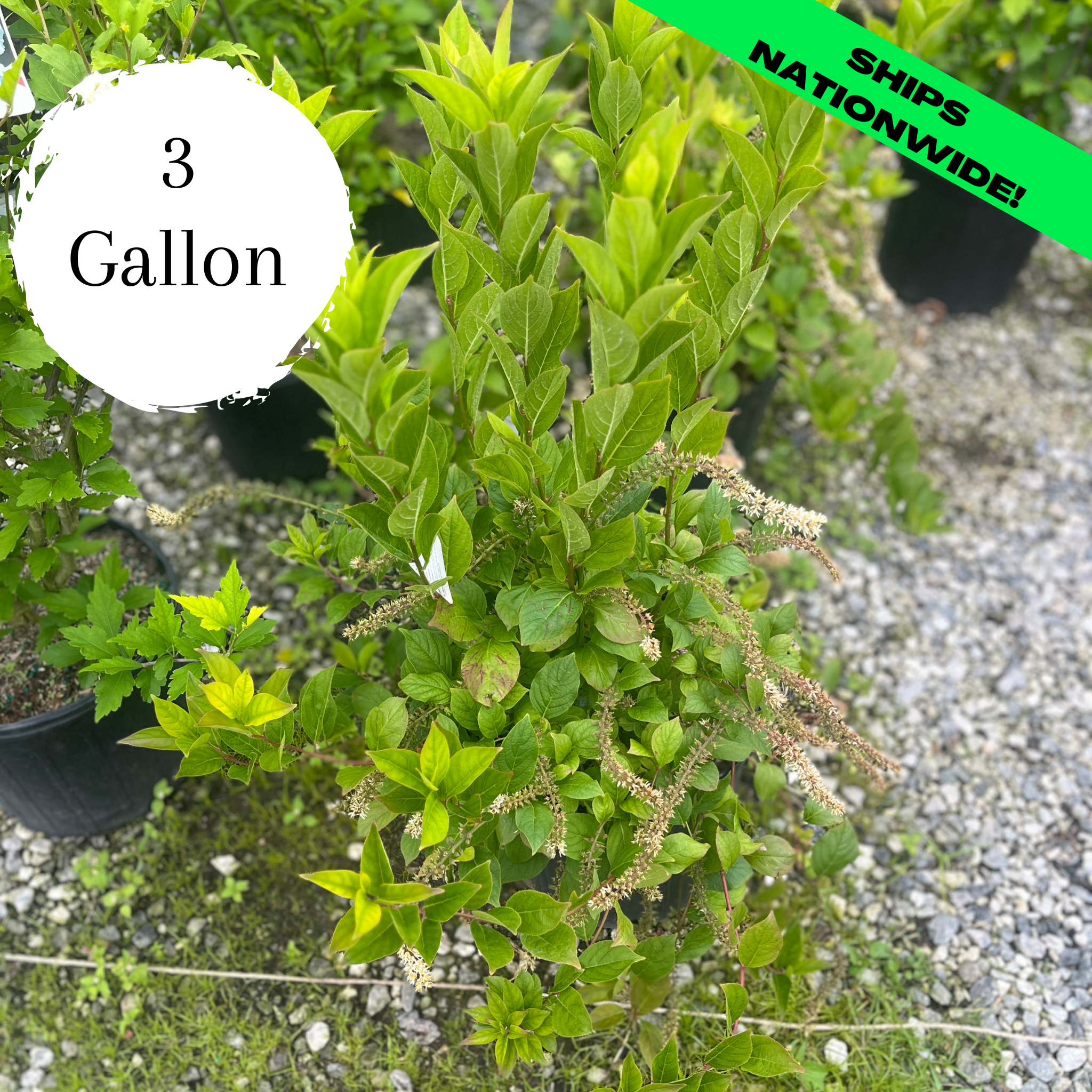 Henry's Garnet Sweetspire Itea