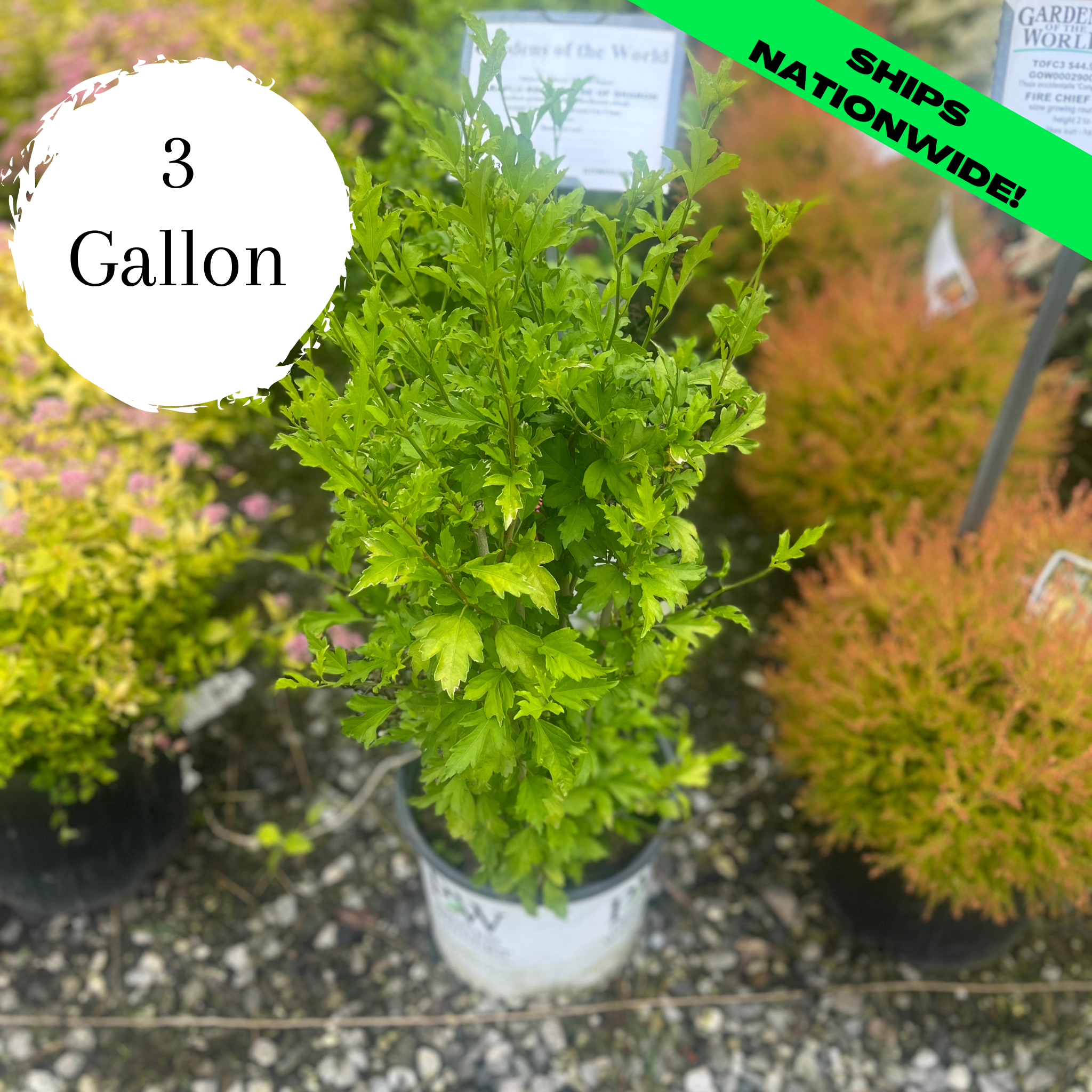 Paraplu Rouge Hibiscus (Rose of Sharon)