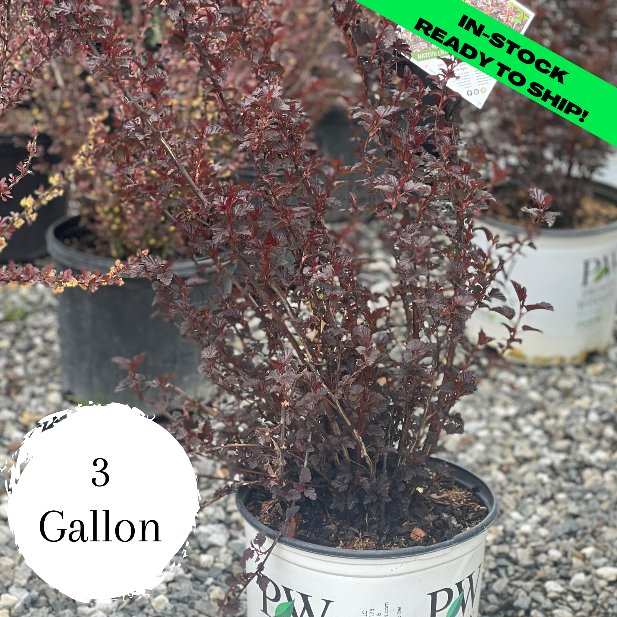 Summer Wine Black Ninebark