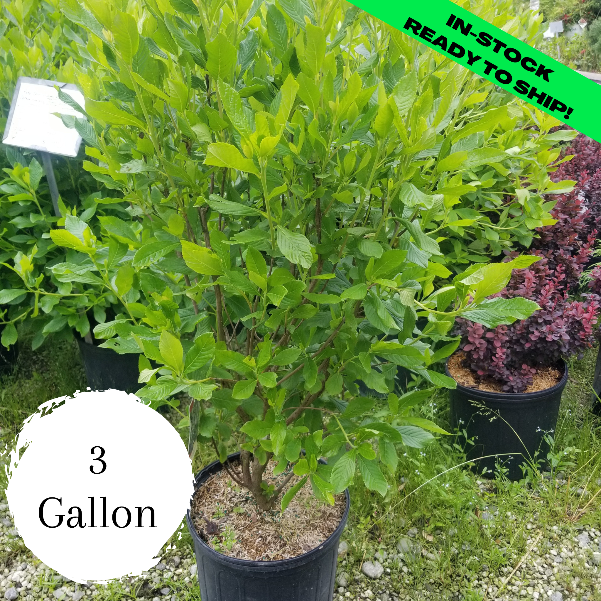 Ruby Spice Summersweet