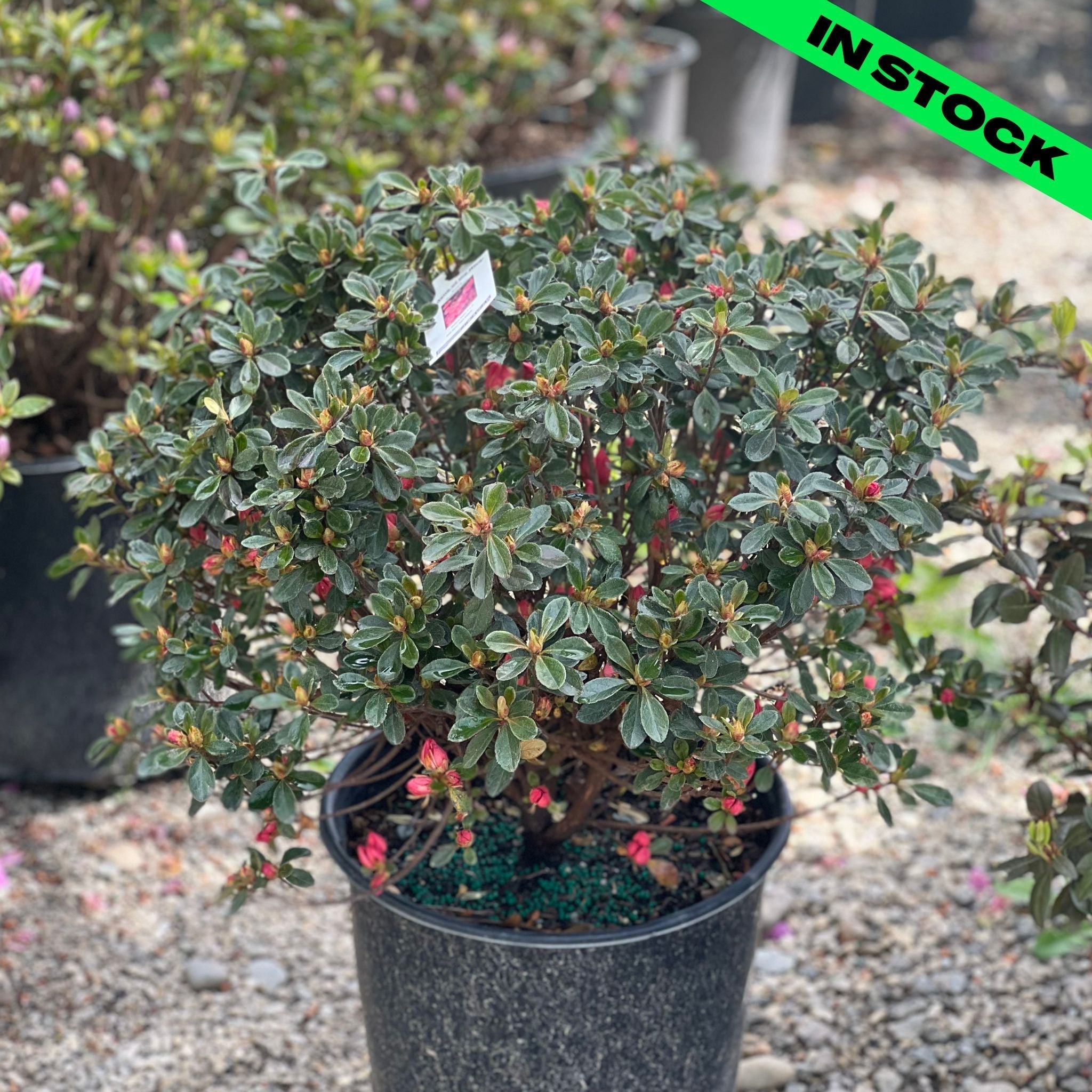 Blaauw's Pink Azalea