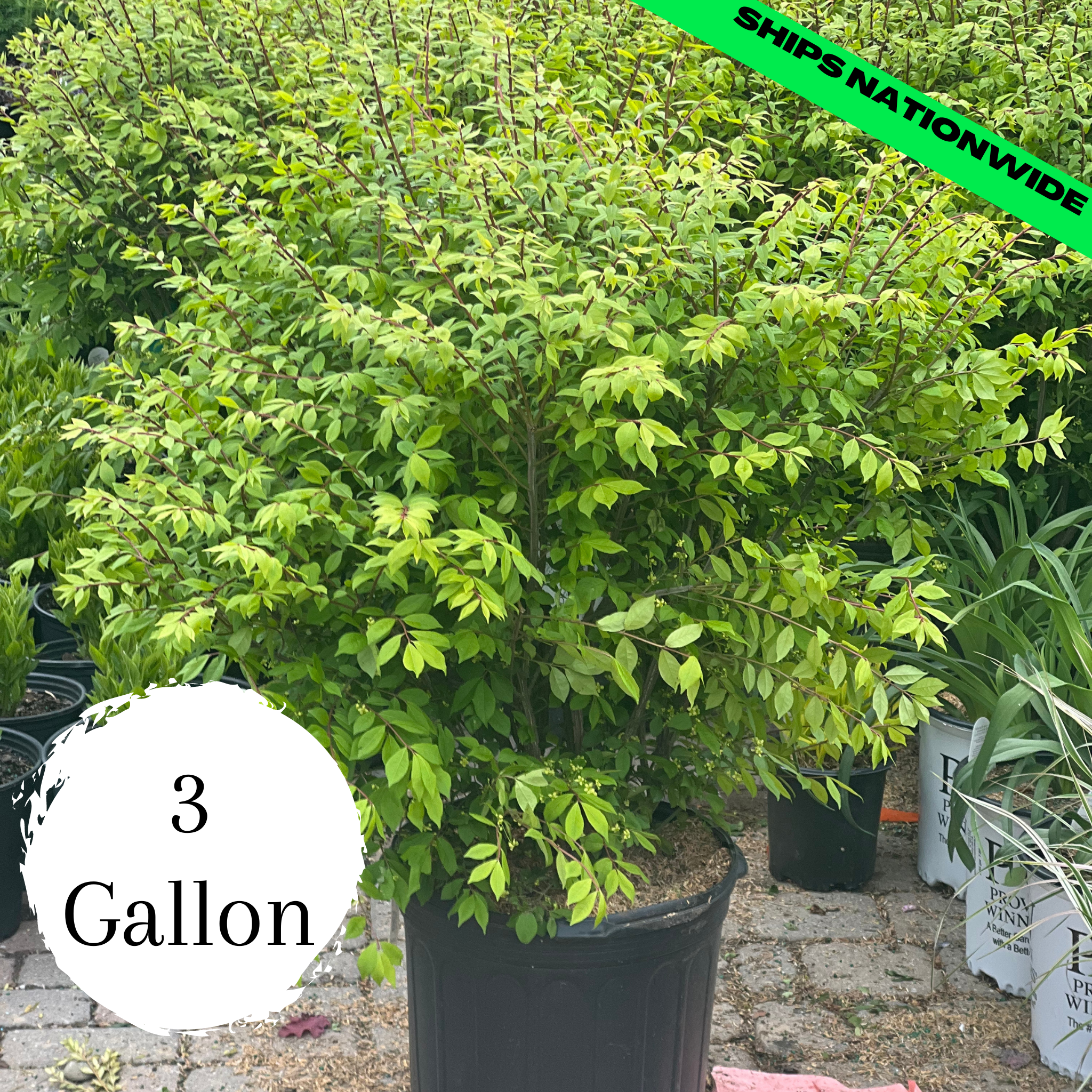 Burning Bush (Euonymus Alatus)