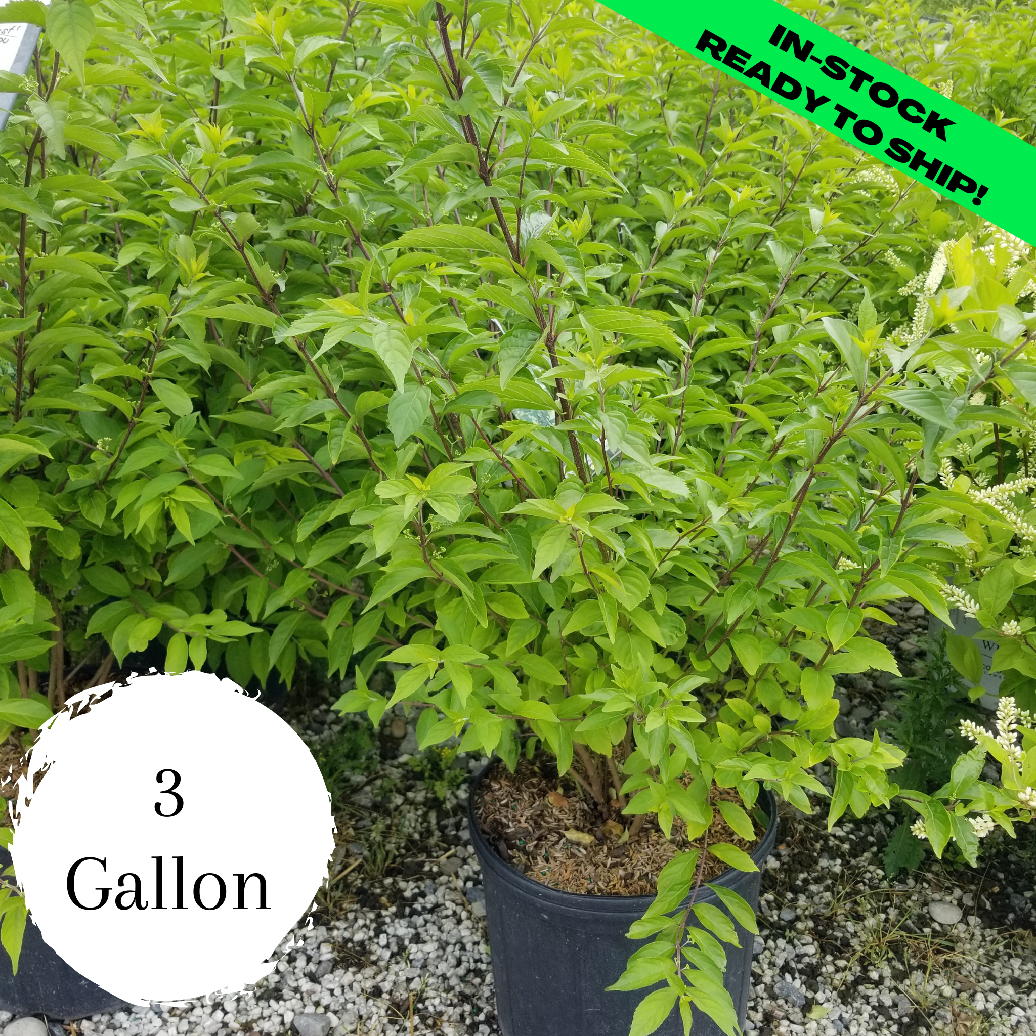 Early Amethyst Beautyberry