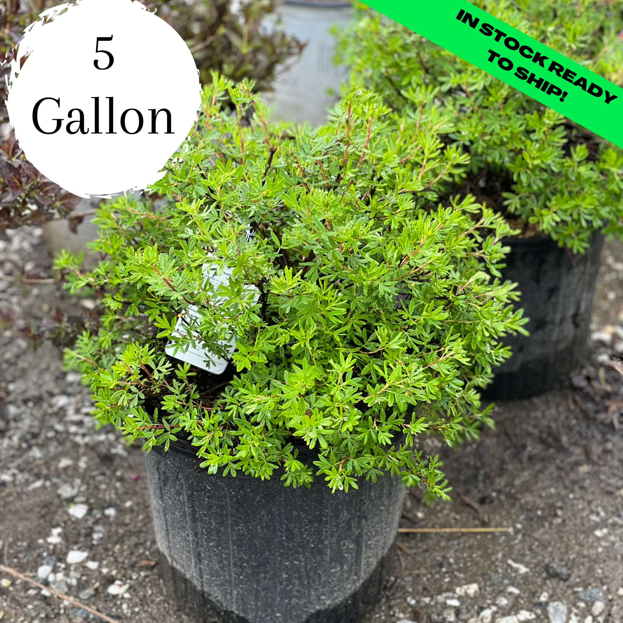 Goldfinger Potentilla