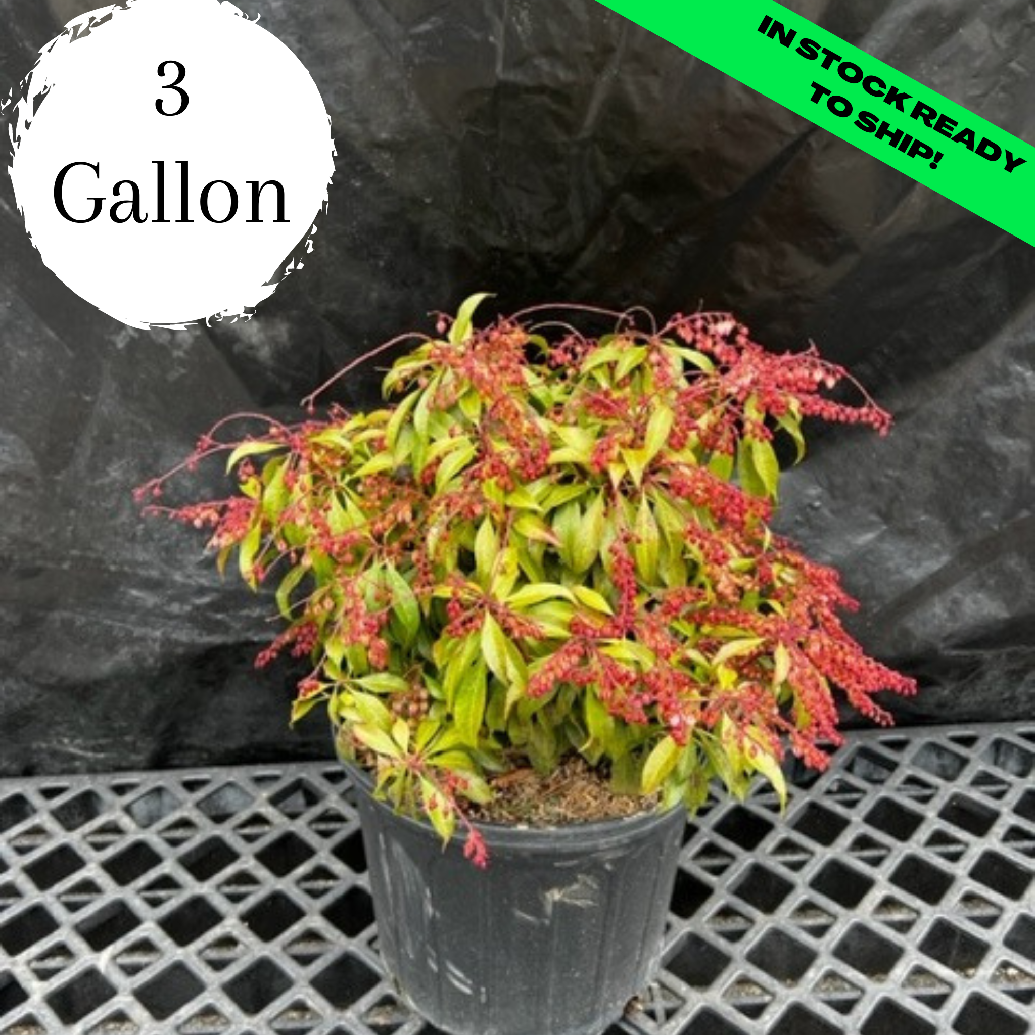 Katsura Japanese Pieris