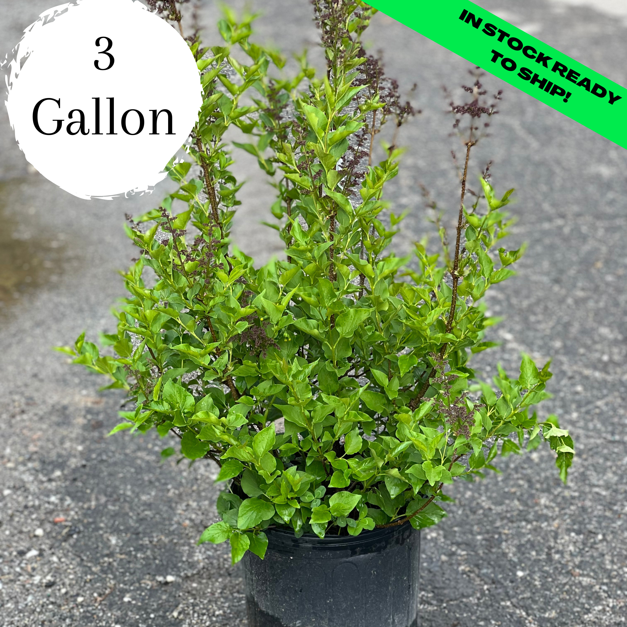 Miss Kim Dwarf Lilac