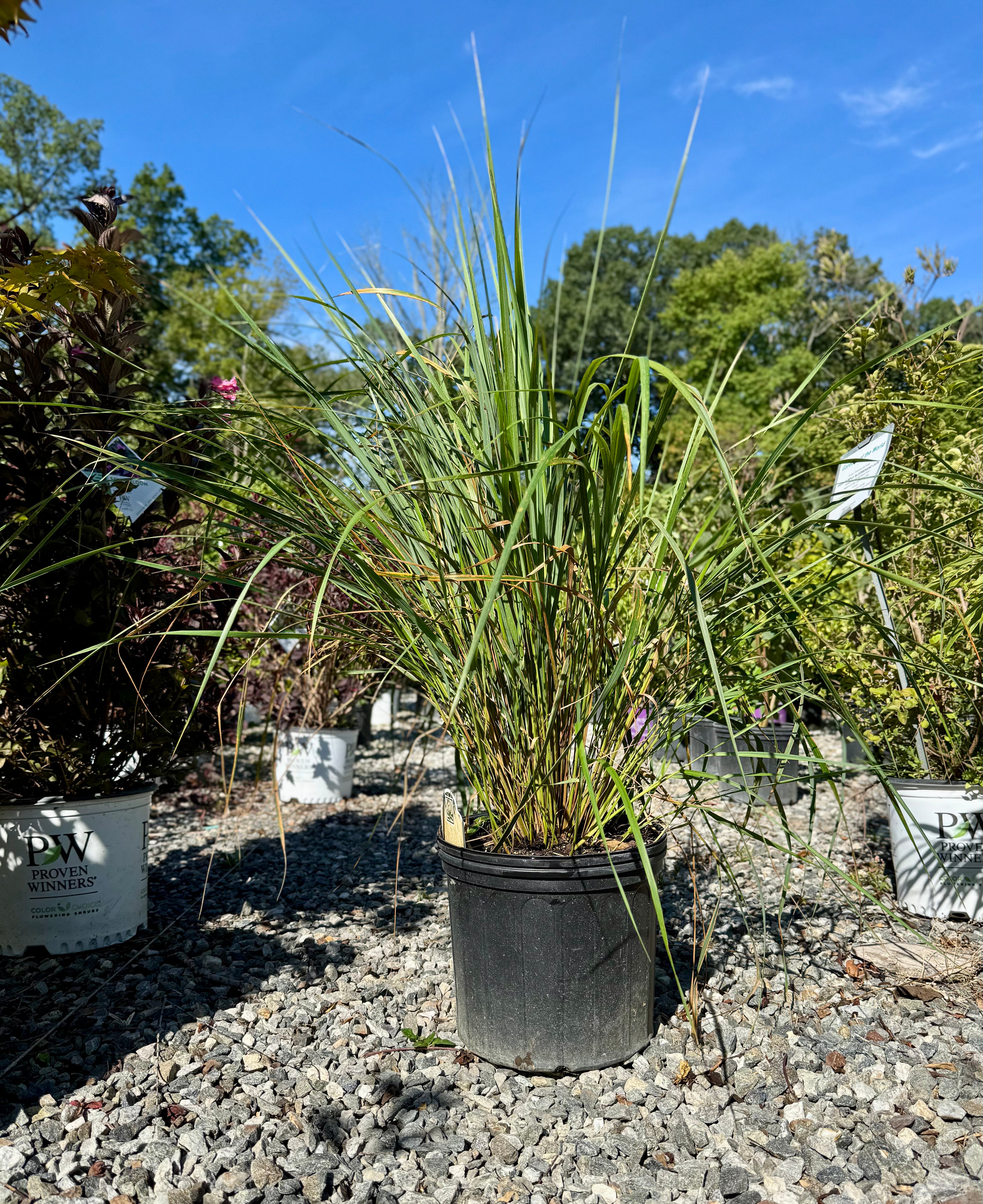 Karl Foerster Feather Reed Grass