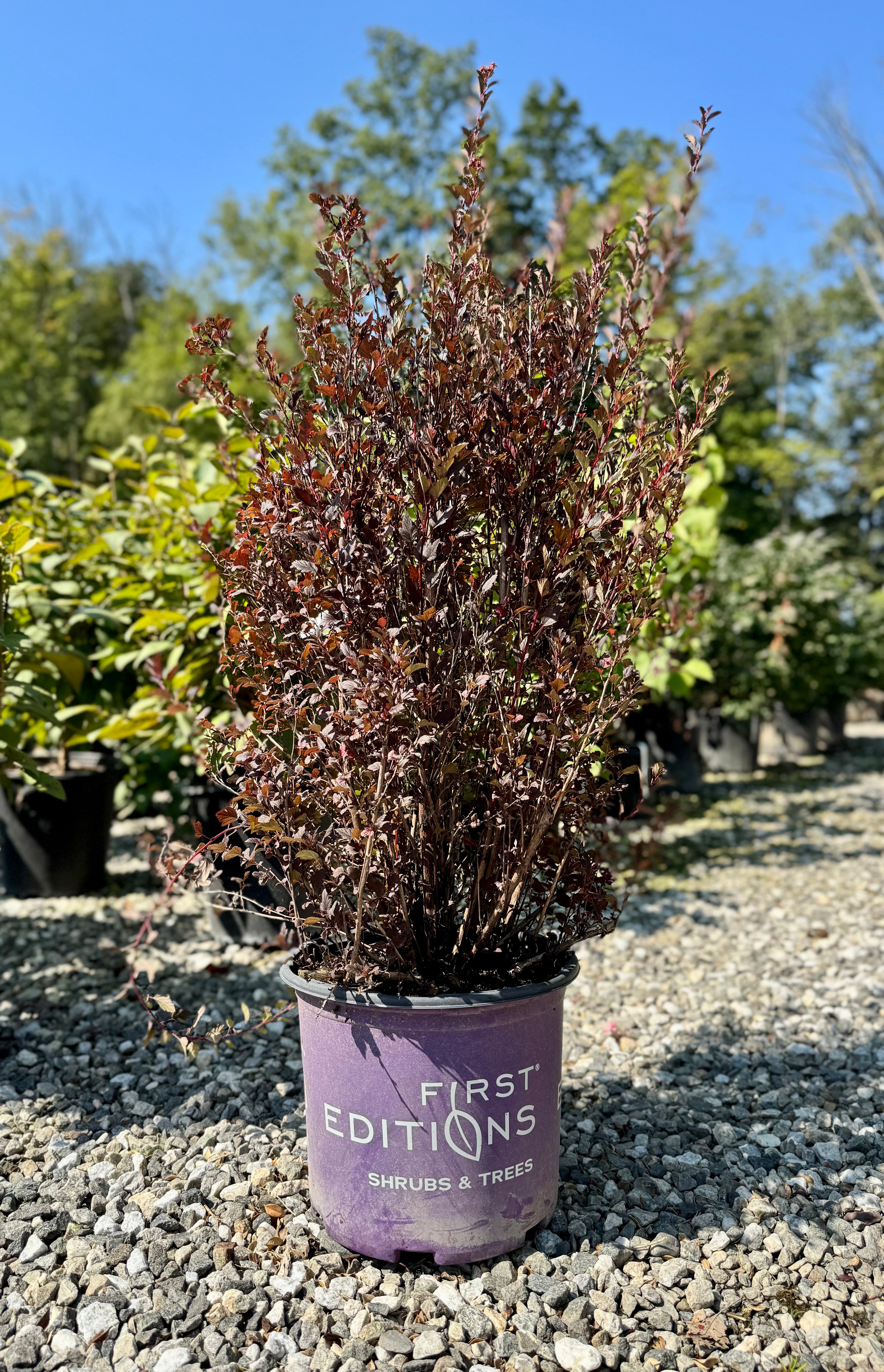 Little Devil Ninebark