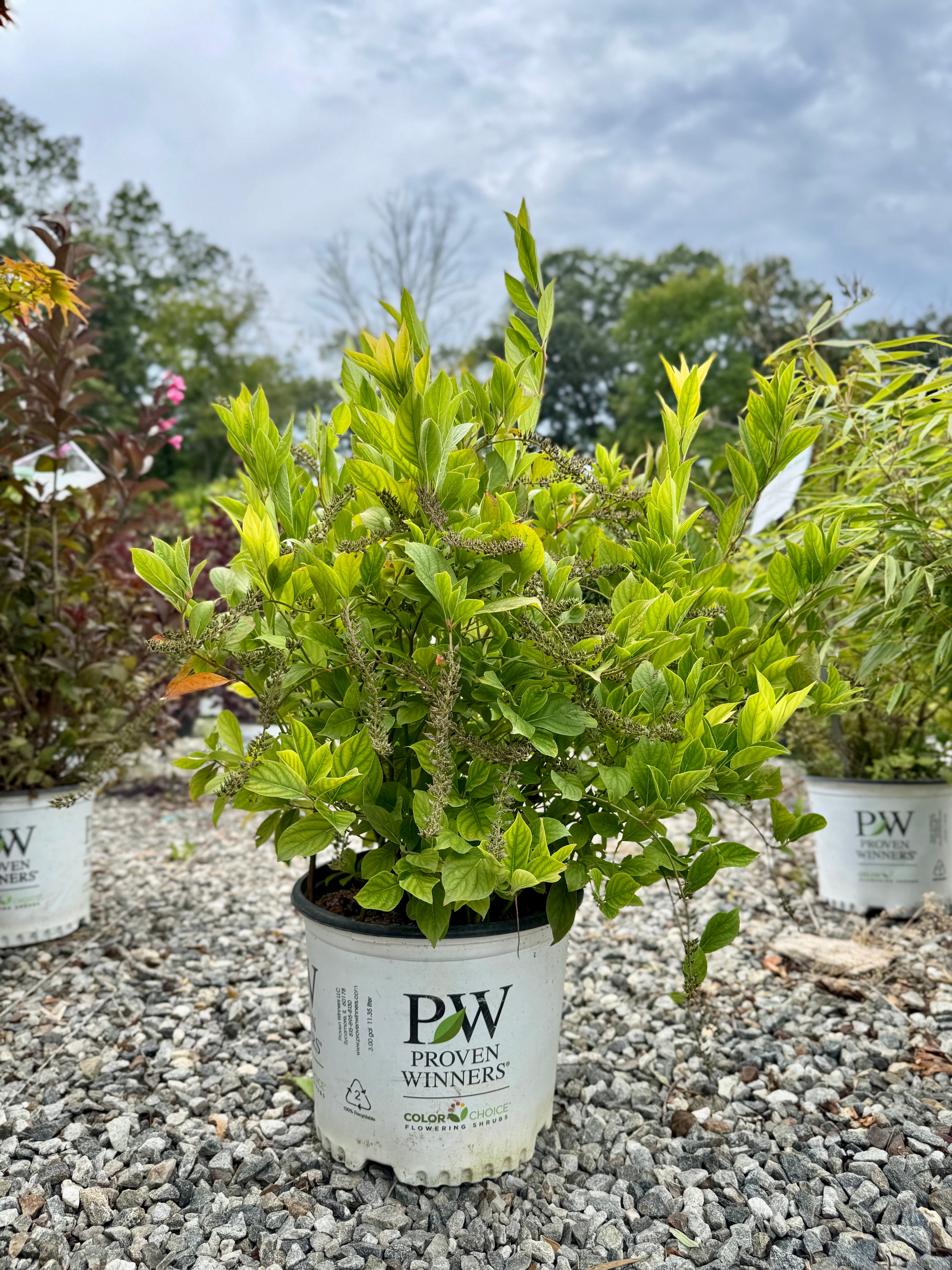 Little Henry Sweetspire