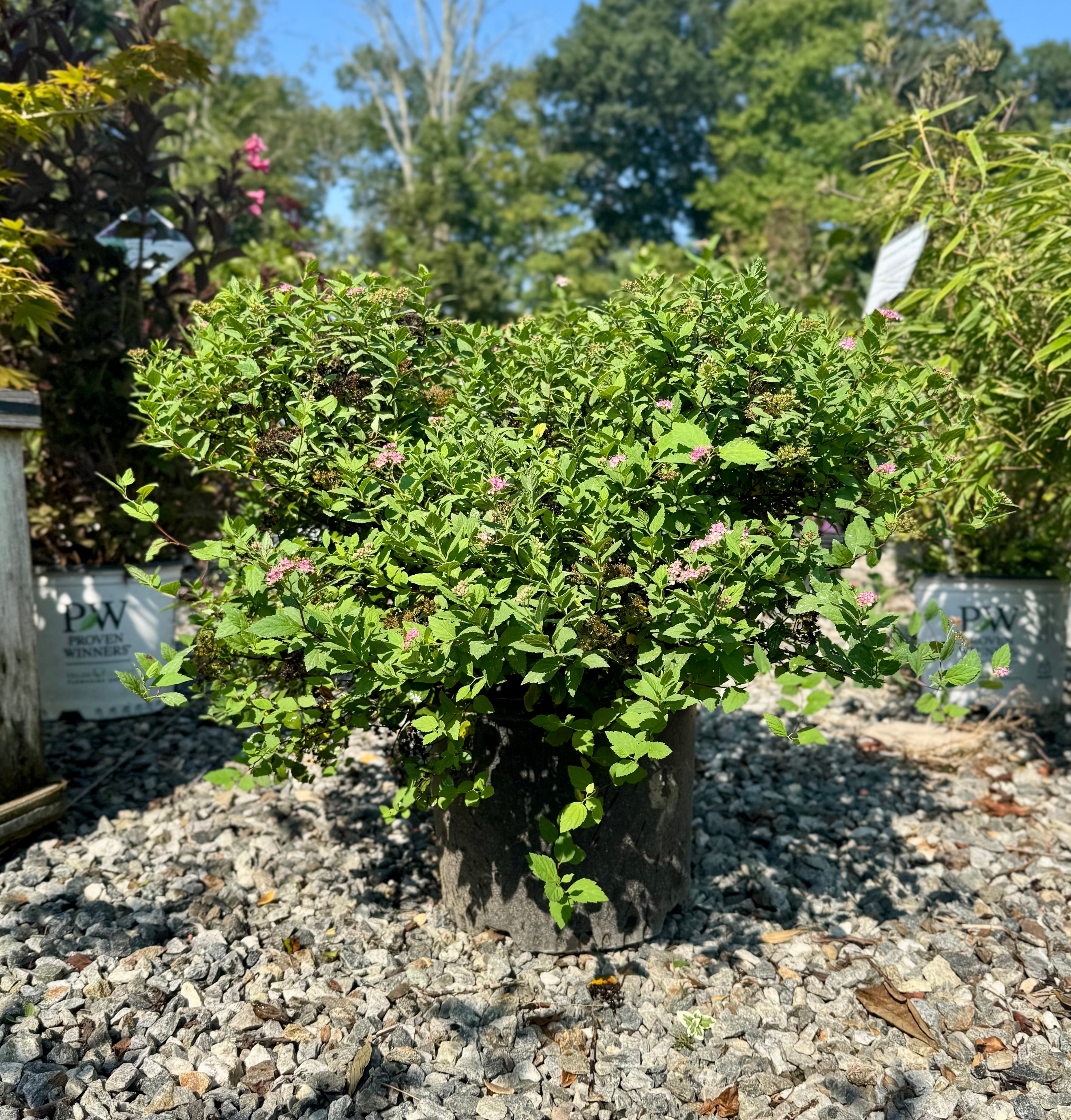Little Princess Spirea