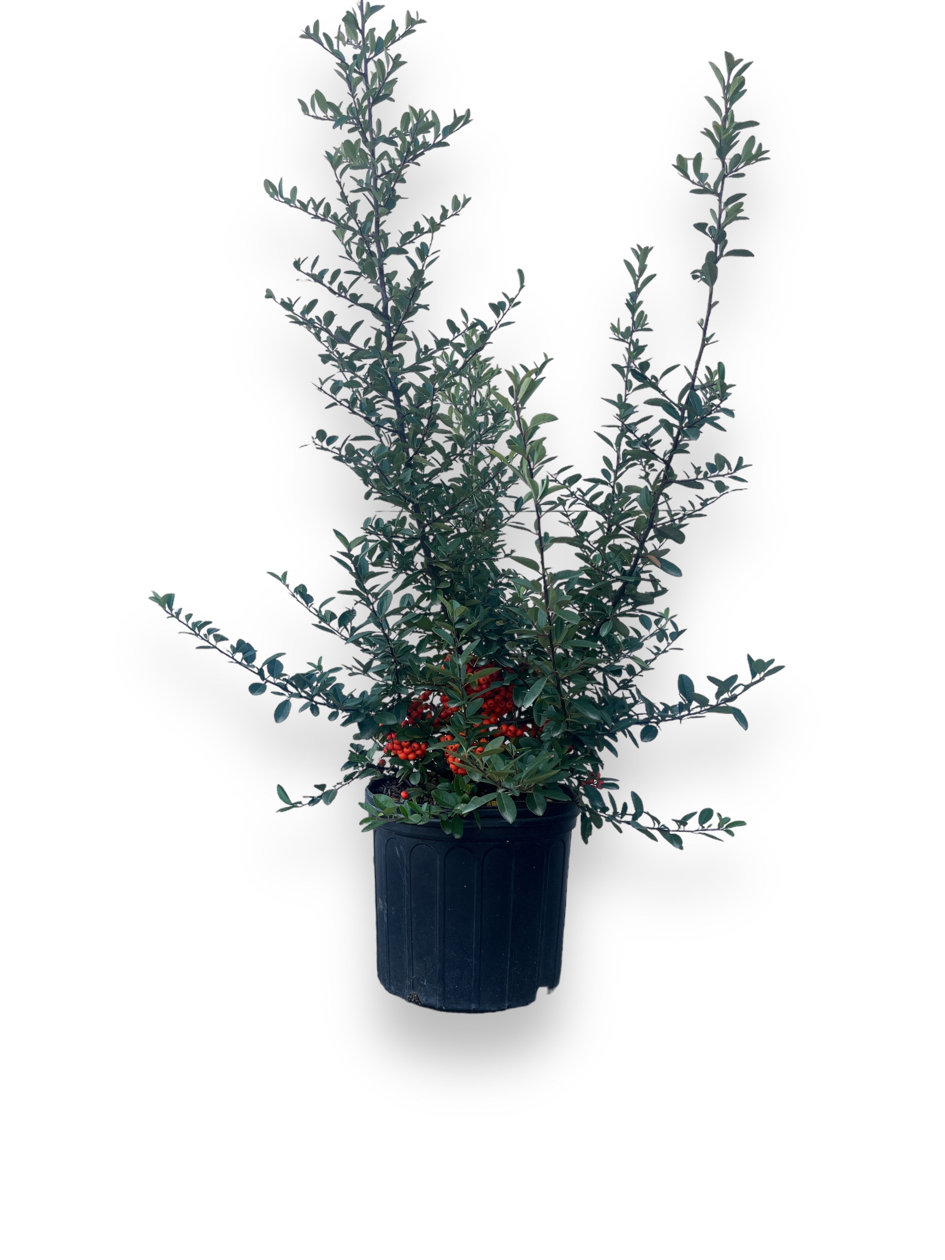 Mohave Pyracantha