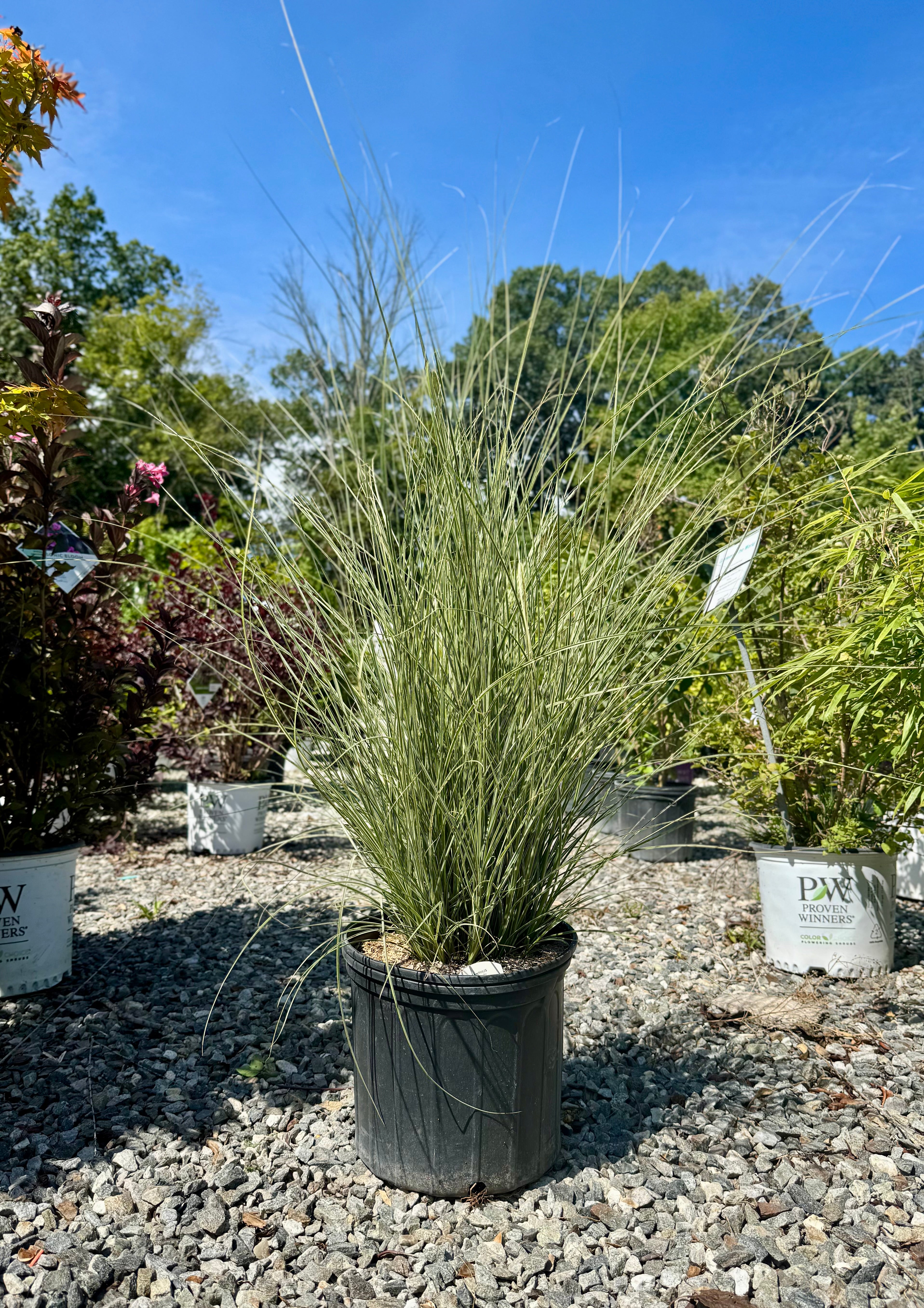 Morning Light Maiden Grass