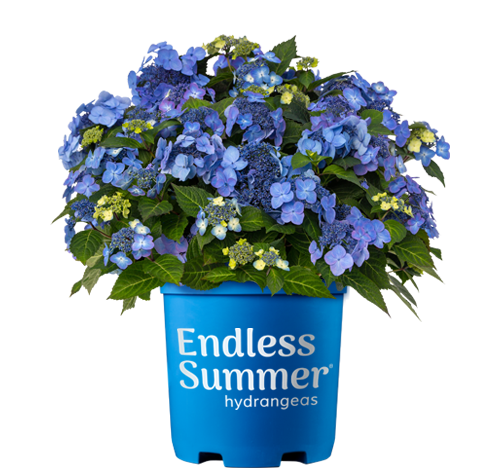Pop Star Endless Summer Hydrangea