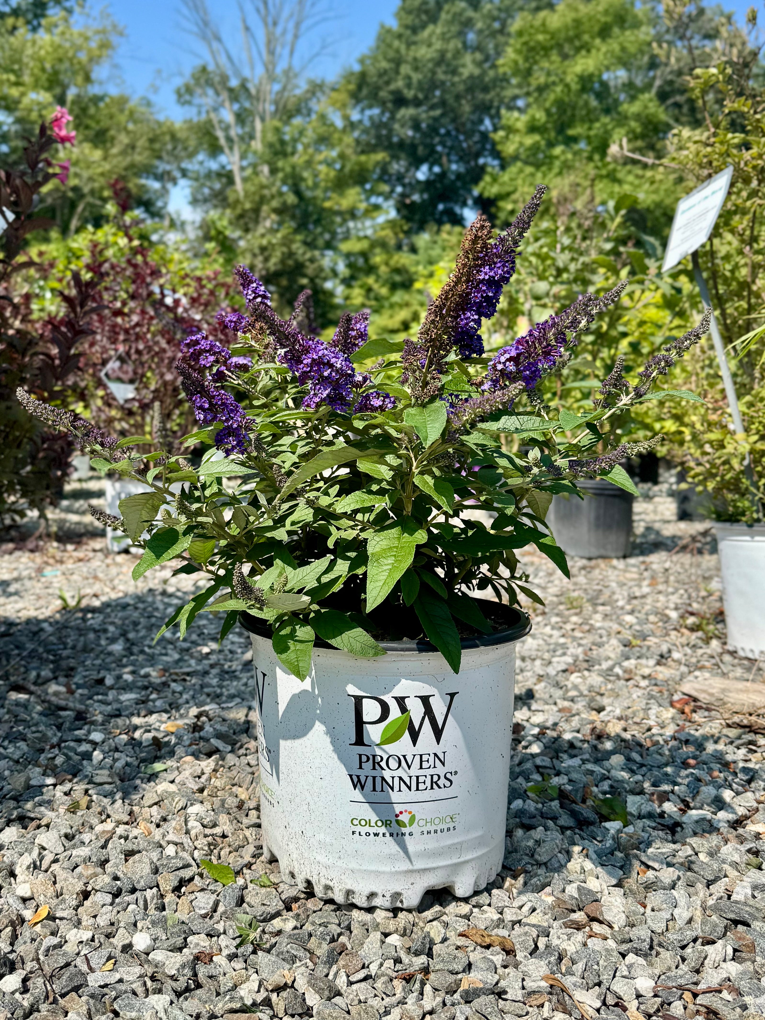 Pugster Blue Butterfly Bush