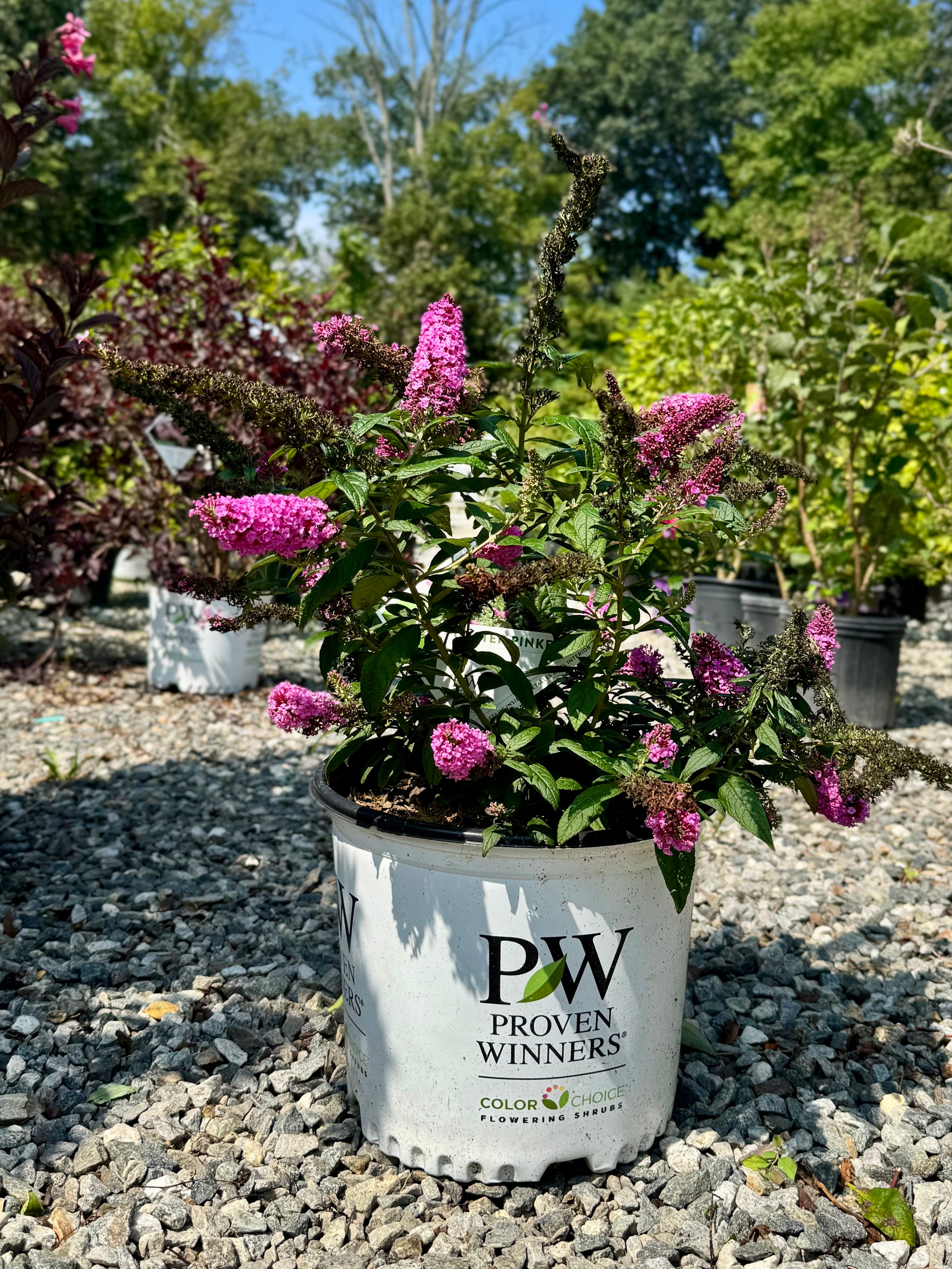 Pugster Pinker Butterfly Bush