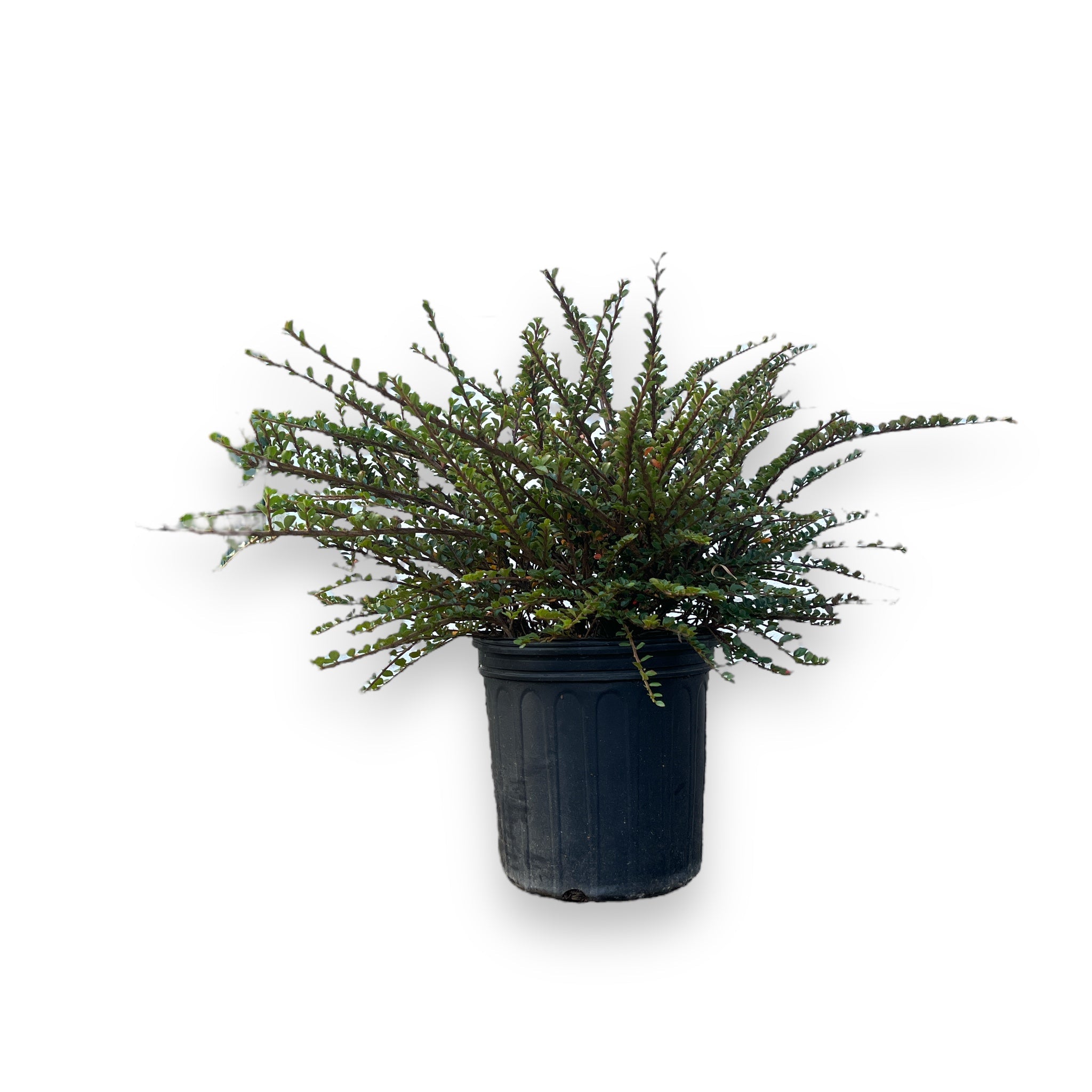 Rockspray Cotoneaster (Horizontalis)