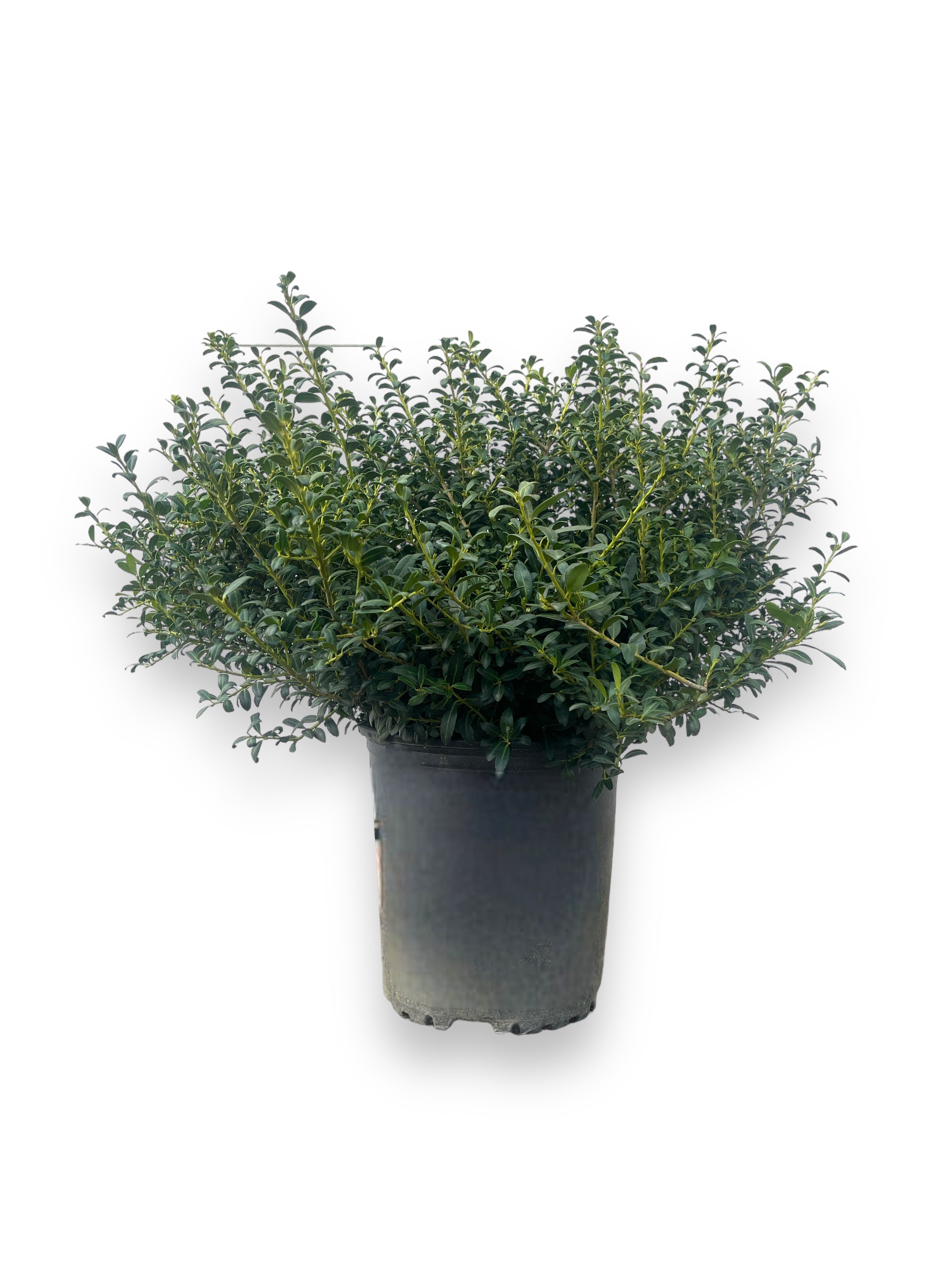 Soft Touch Japanese Holly